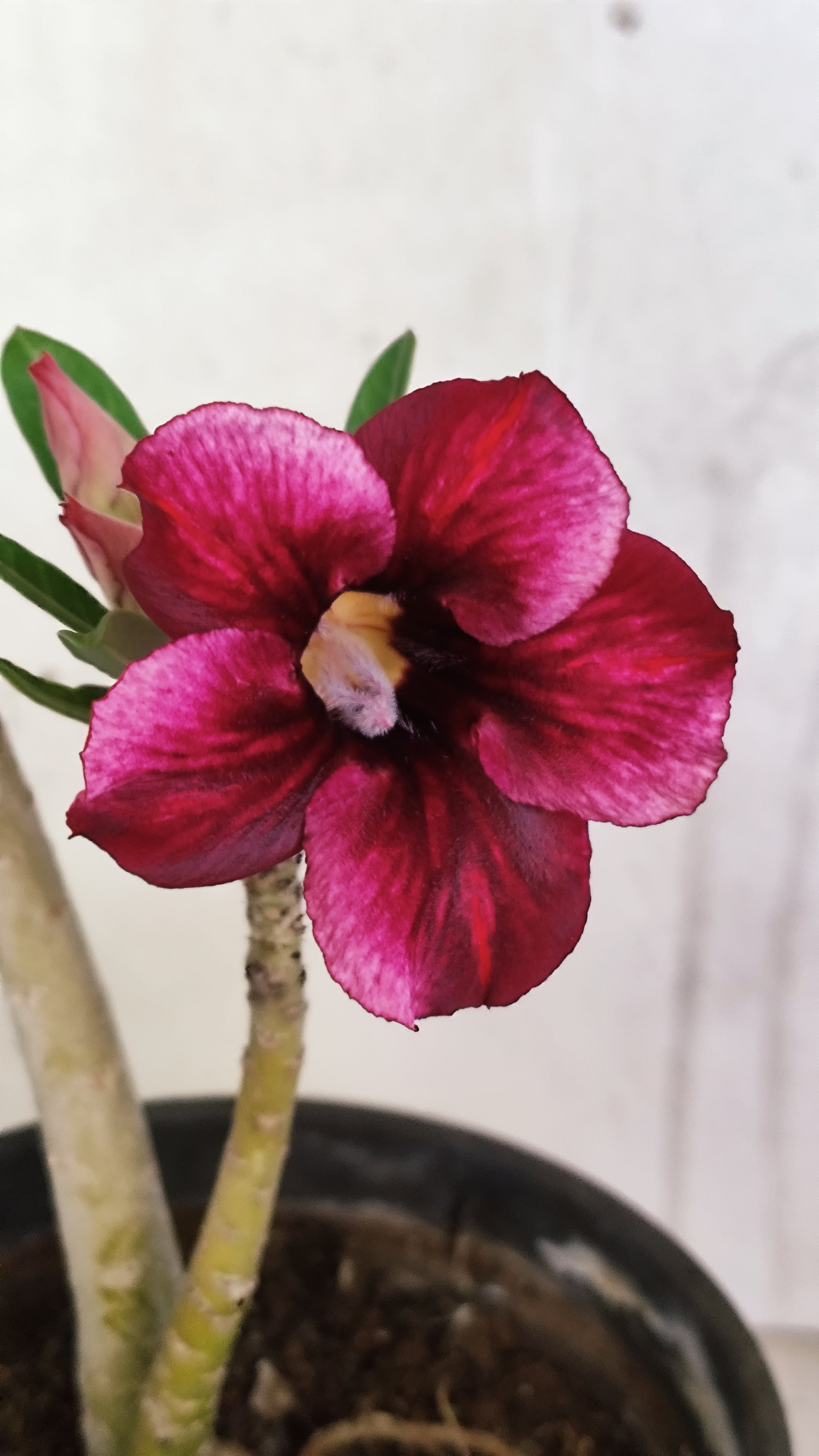 Planta Simples 3604 – 30cm – 02 anos