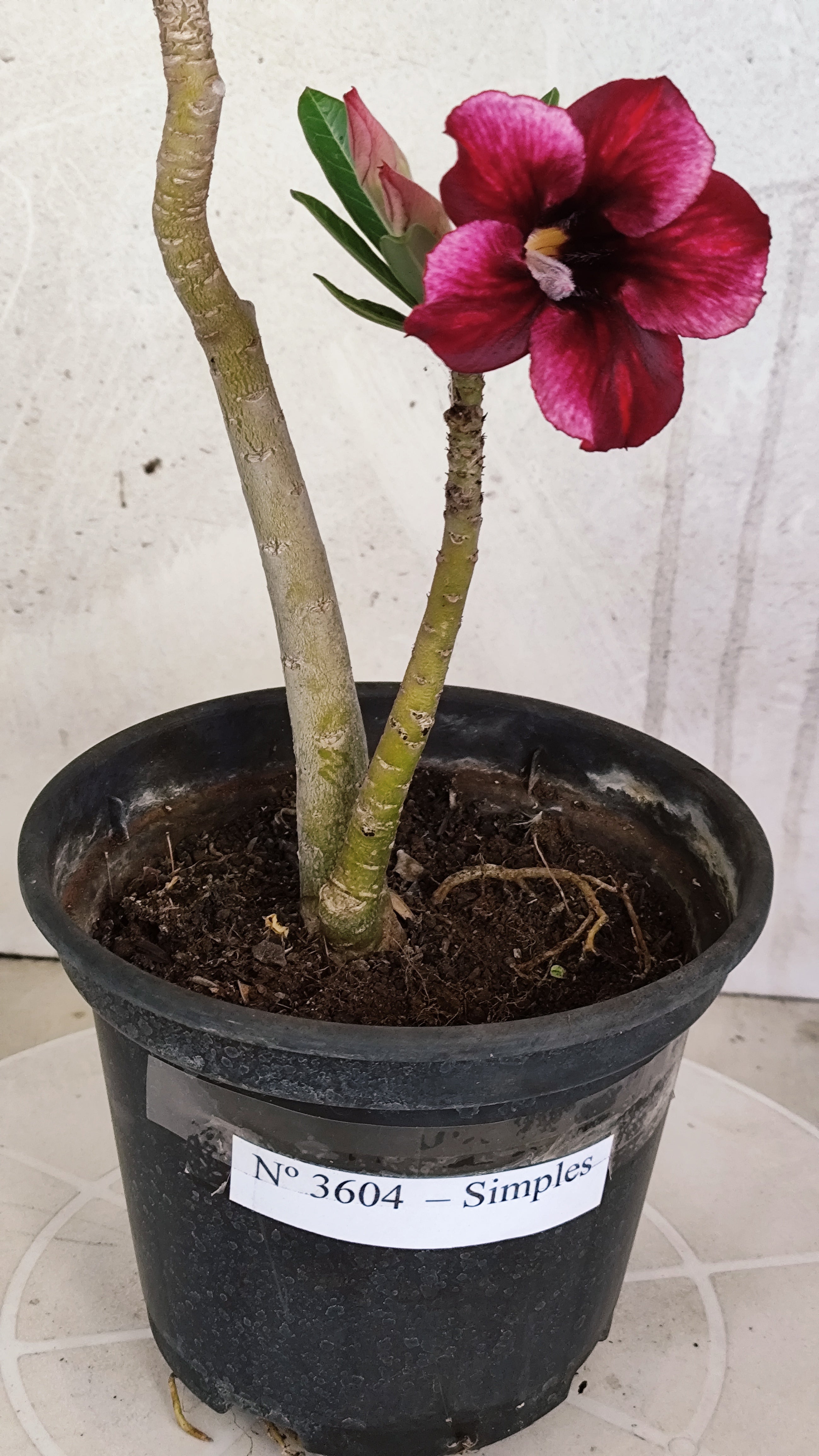 Planta Simples 3604 – 30cm – 02 anos