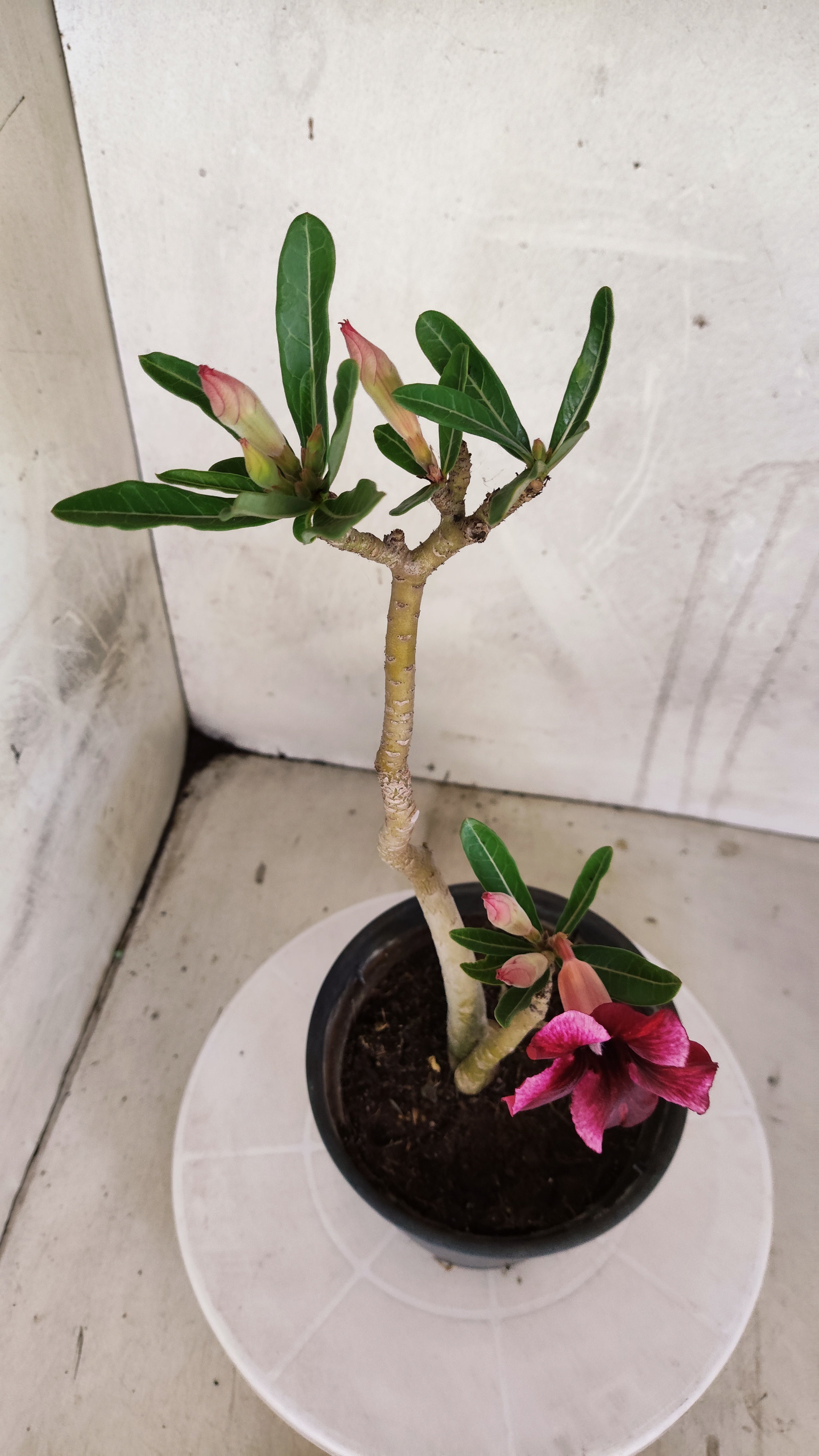 Planta Simples 3604 – 30cm – 02 anos