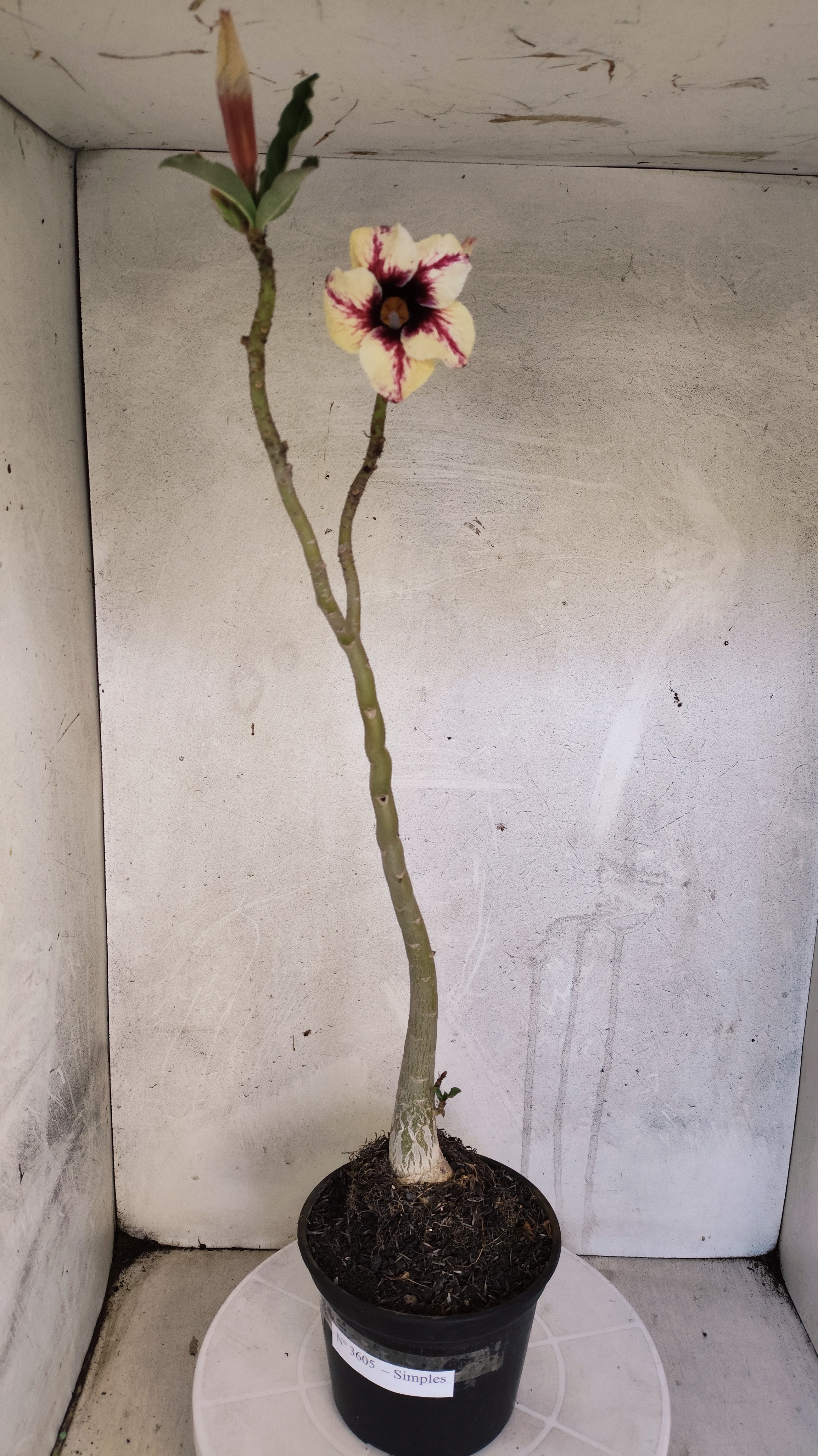 Planta Simples 3605 – 35cm – 03 anos