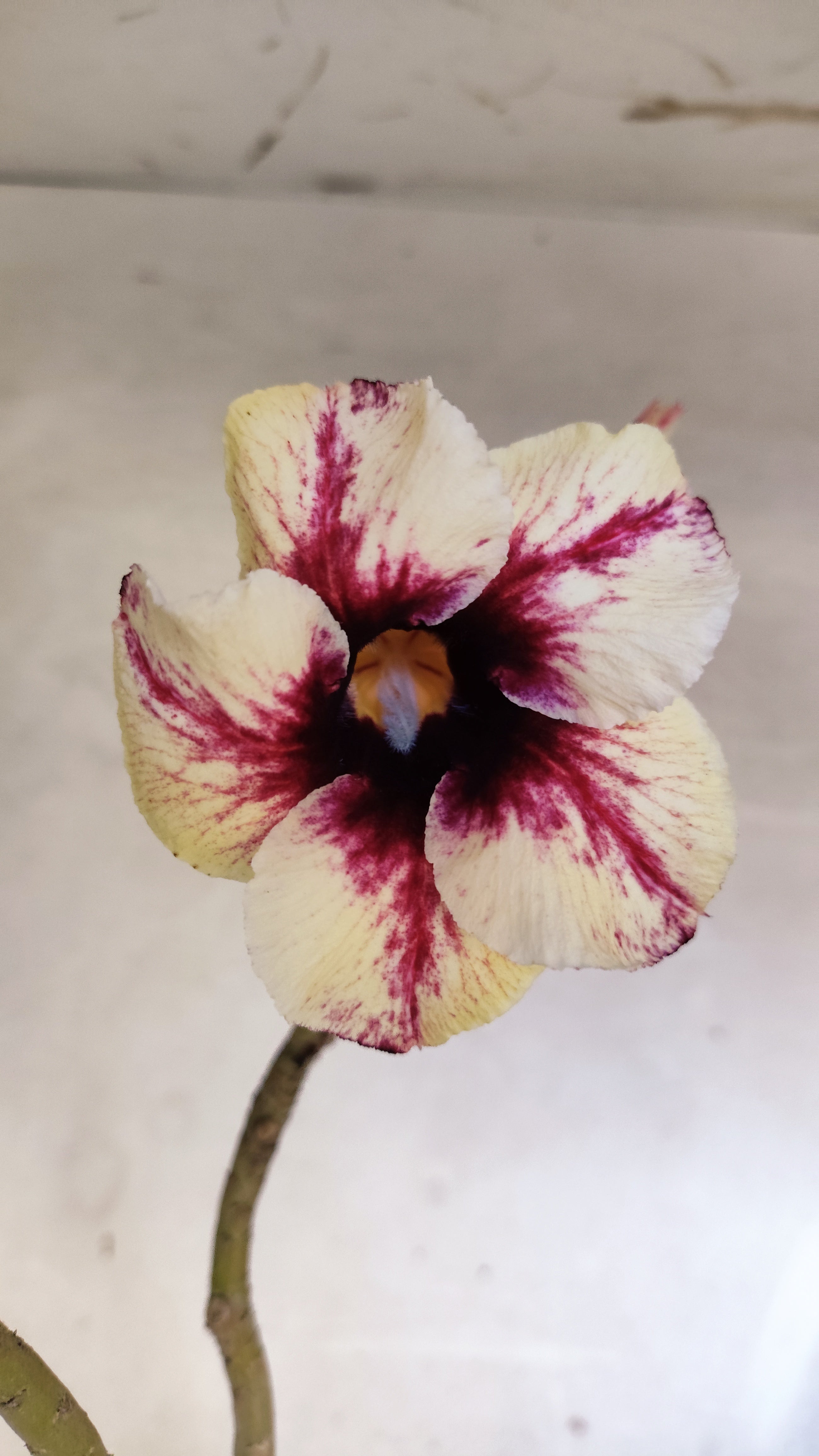 Planta Simples 3605 – 35cm – 03 anos