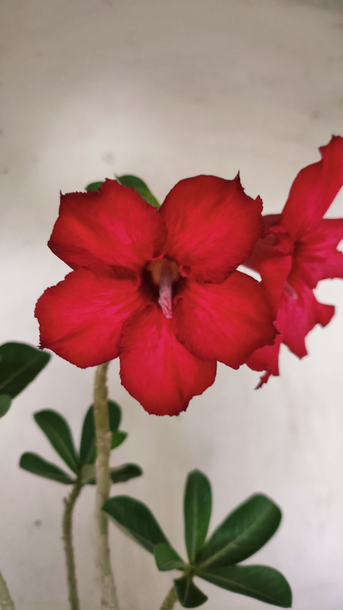 Planta Simples 3638 – 30cm – 01 ano - vaso 15