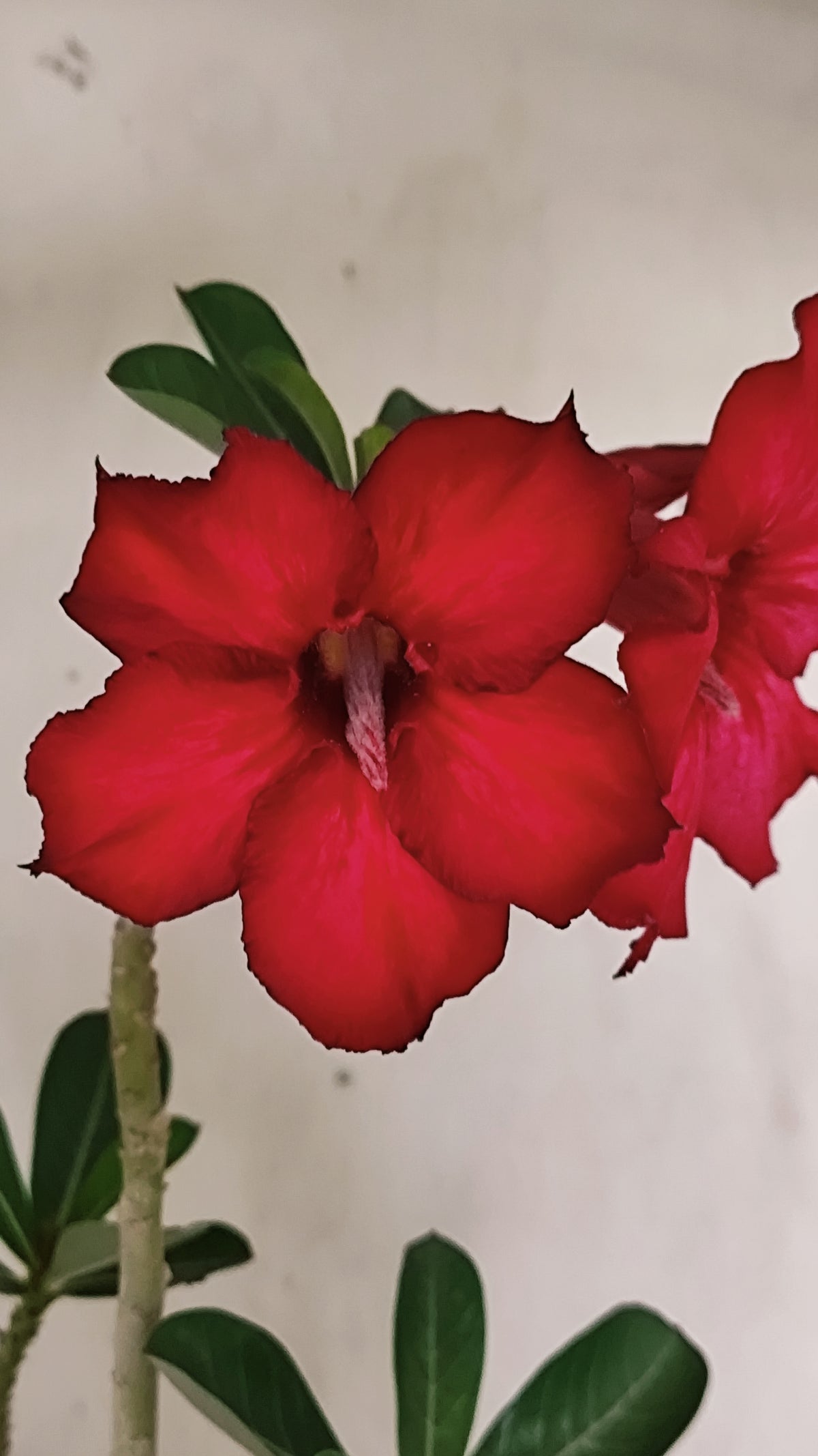 Planta Simples 3638 – 30cm – 01 ano - vaso 15