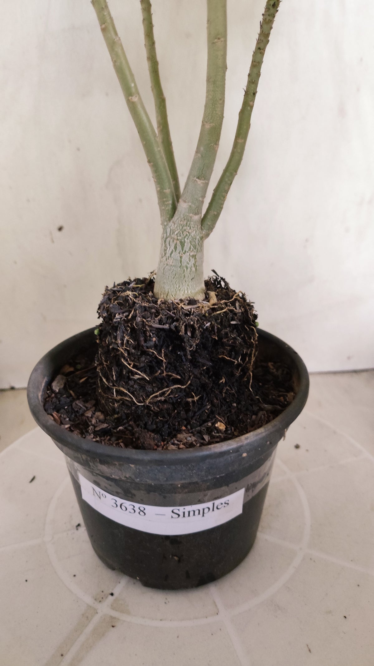 Planta Simples 3638 – 30cm – 01 ano - vaso 15