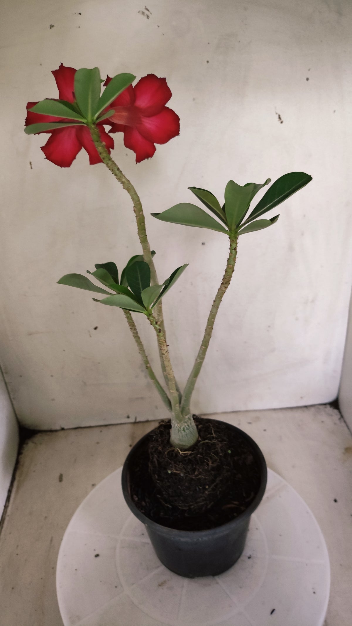 Planta Simples 3638 – 30cm – 01 ano - vaso 15