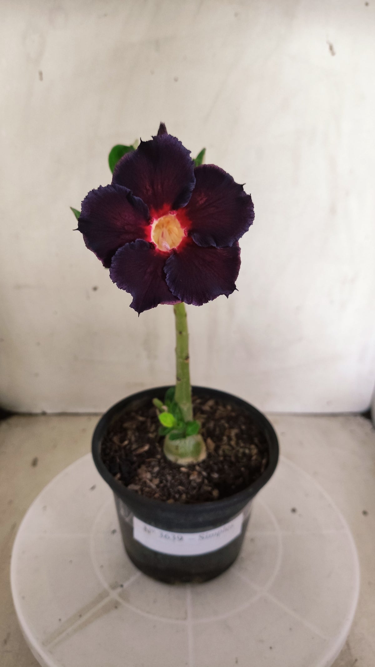 Planta Simples 3639 – 25cm – 01 ano - vaso 15