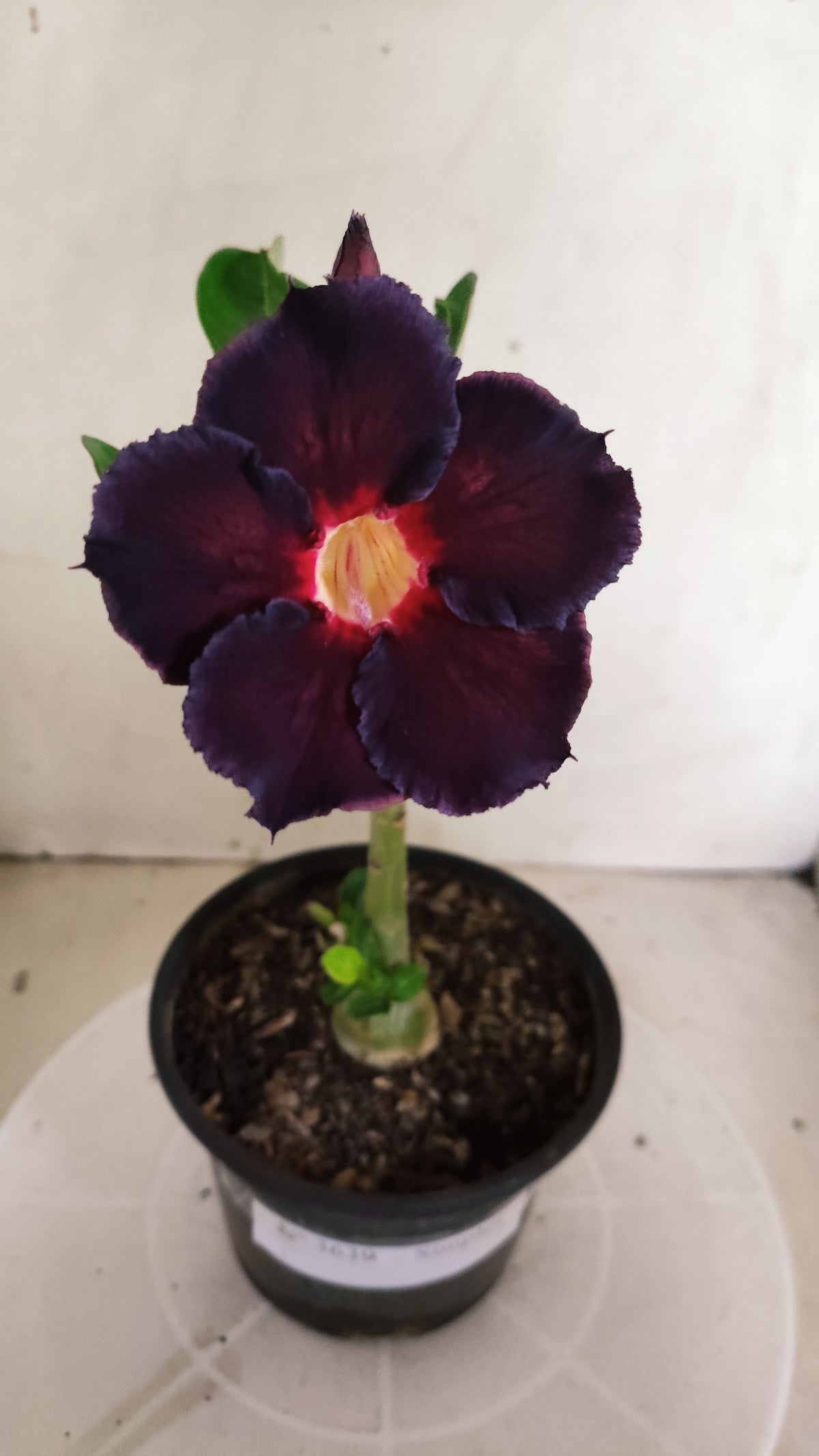 Planta Simples 3639 – 25cm – 01 ano - vaso 15