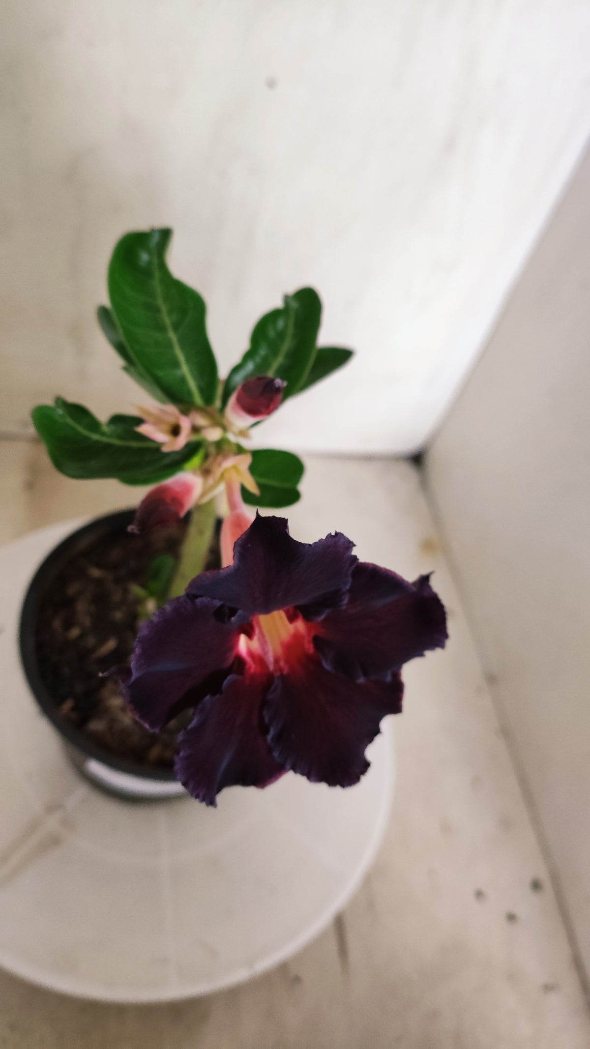 Planta Simples 3639 – 25cm – 01 ano - vaso 15