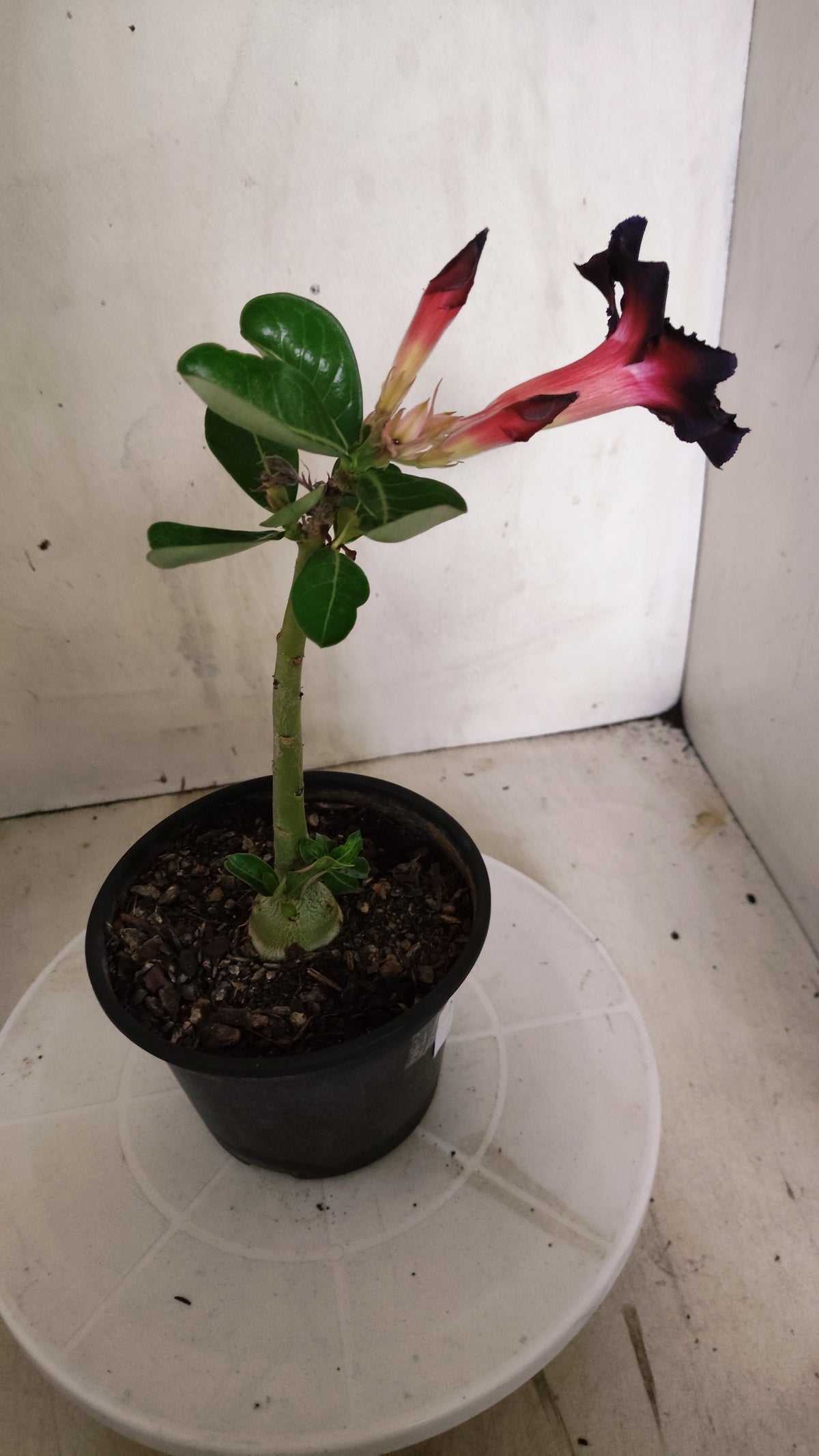 Planta Simples 3639 – 25cm – 01 ano - vaso 15