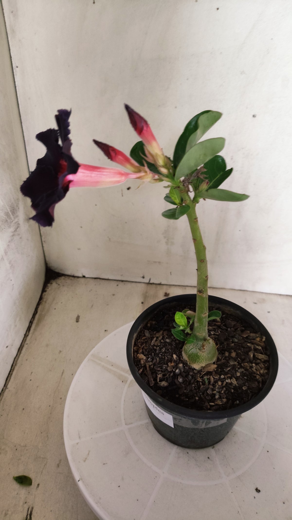 Planta Simples 3639 – 25cm – 01 ano - vaso 15
