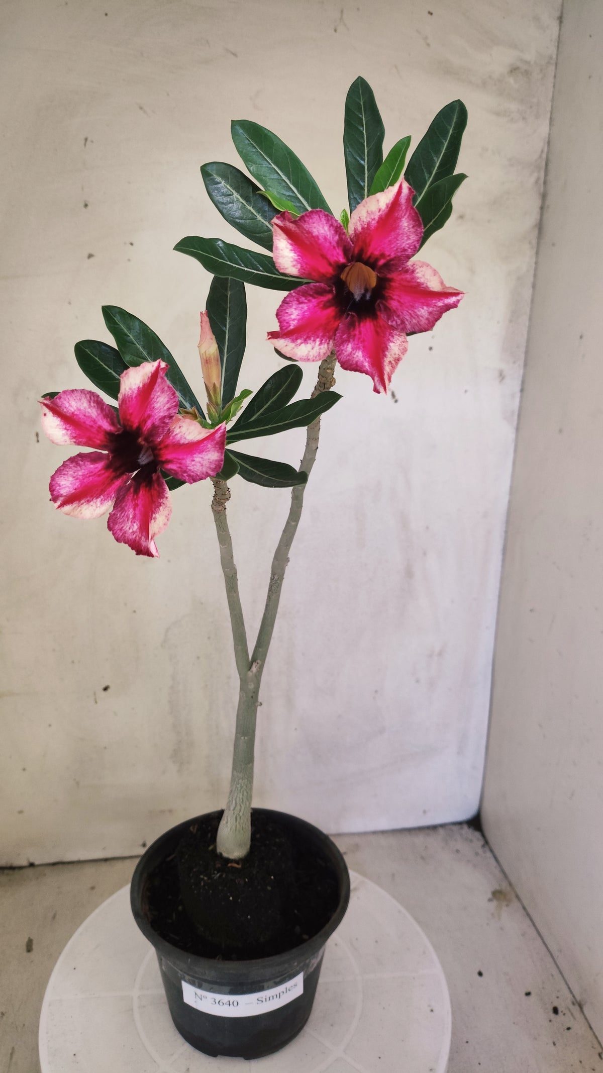 Planta Simples 3640 – 30cm – 01 ano - vaso 15