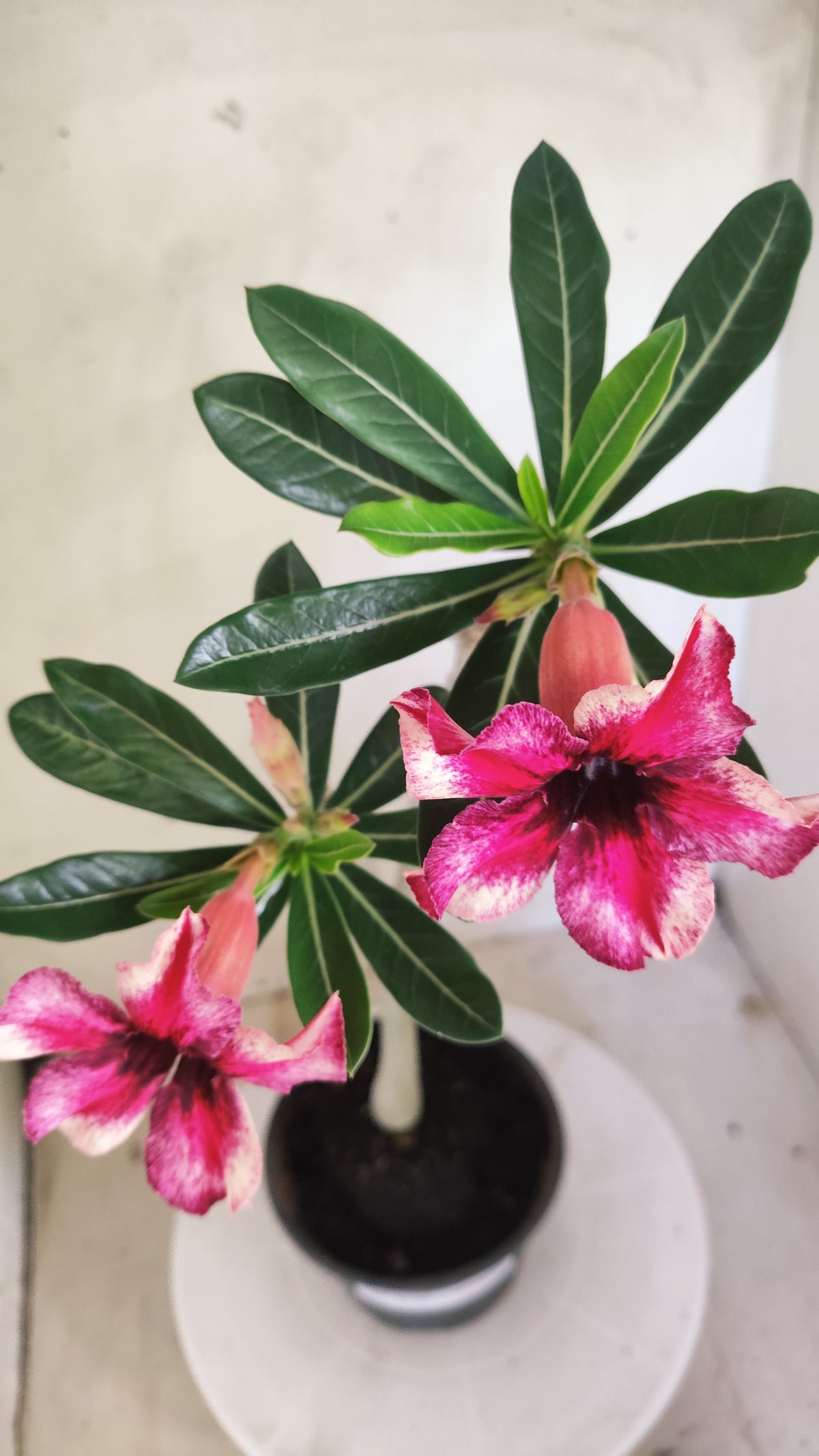 Planta Simples 3640 – 30cm – 01 ano - vaso 15