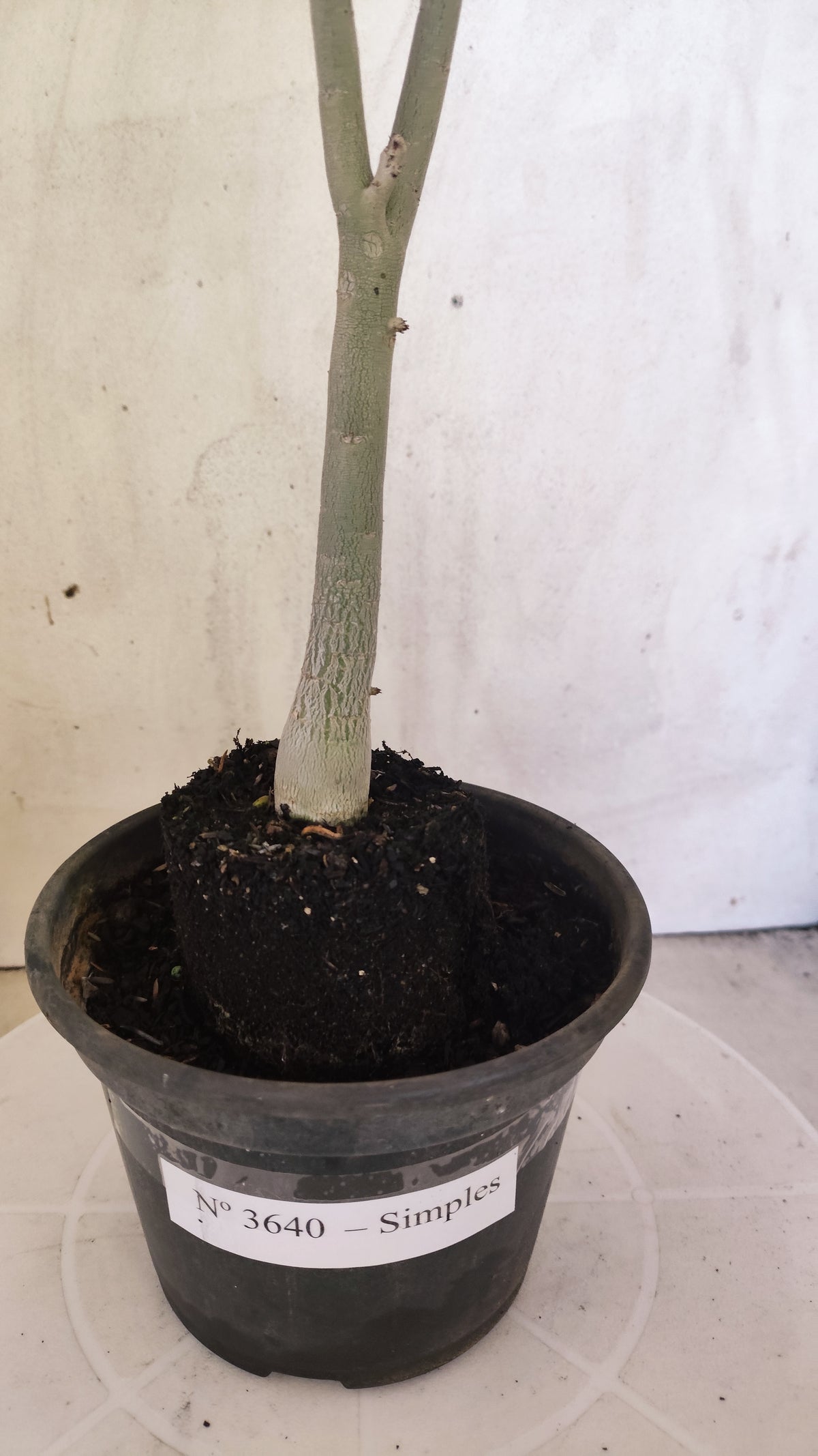Planta Simples 3640 – 30cm – 01 ano - vaso 15