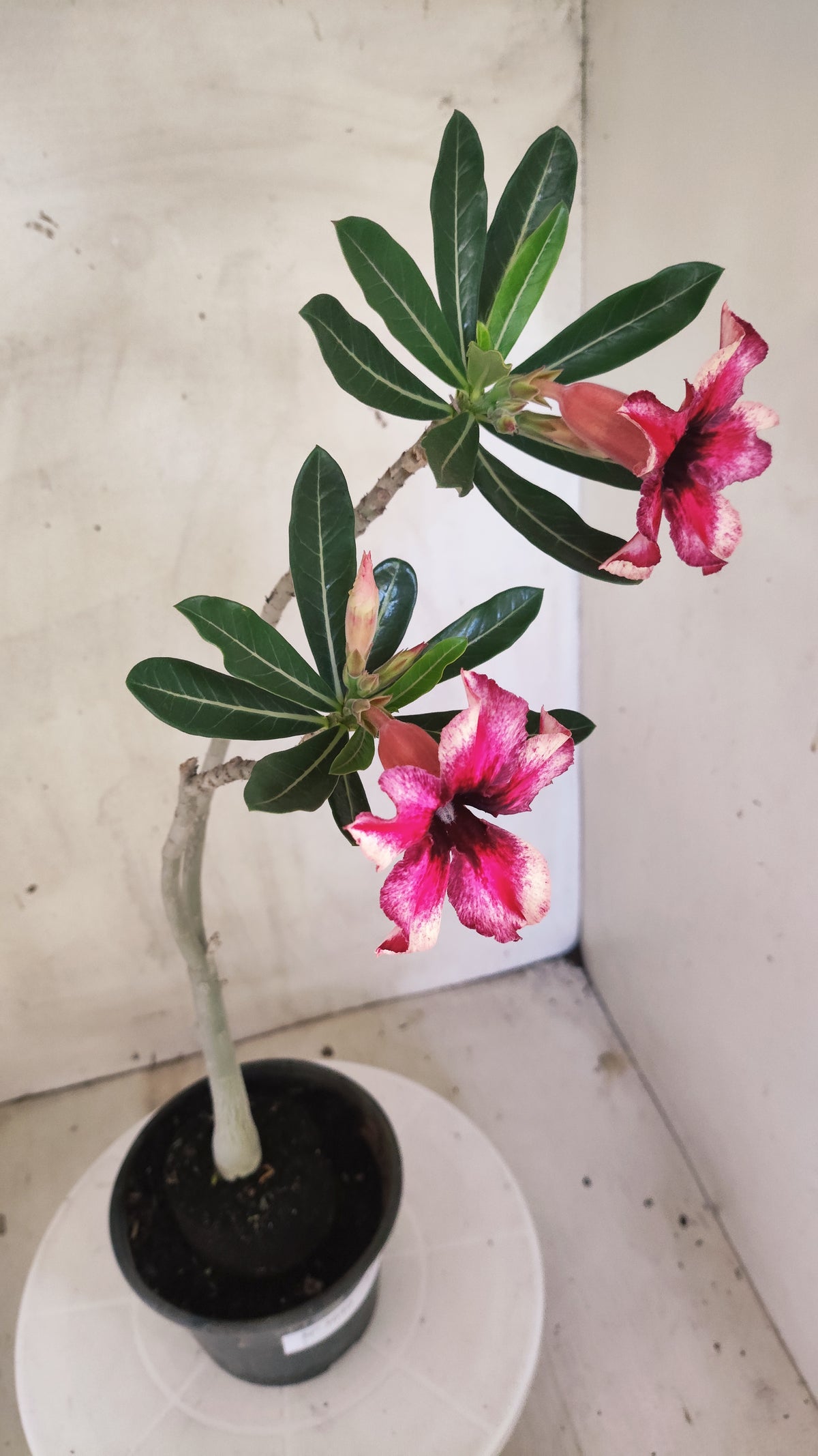 Planta Simples 3640 – 30cm – 01 ano - vaso 15