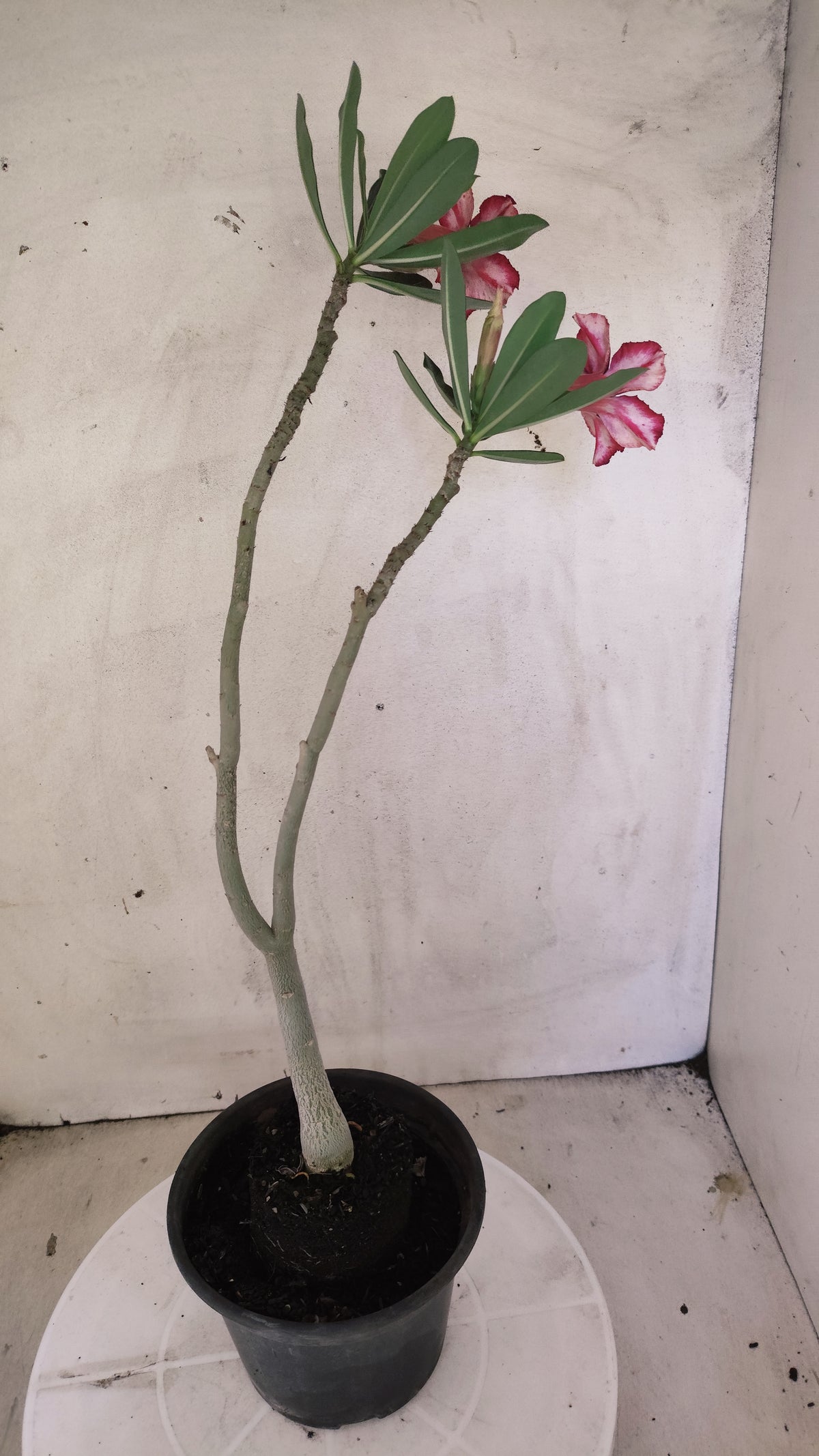 Planta Simples 3640 – 30cm – 01 ano - vaso 15