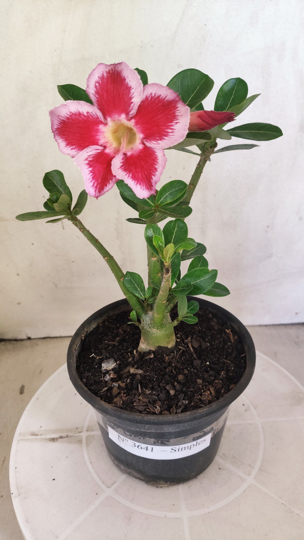 Planta Simples 3641 – 25cm – 01 ano - vaso 15