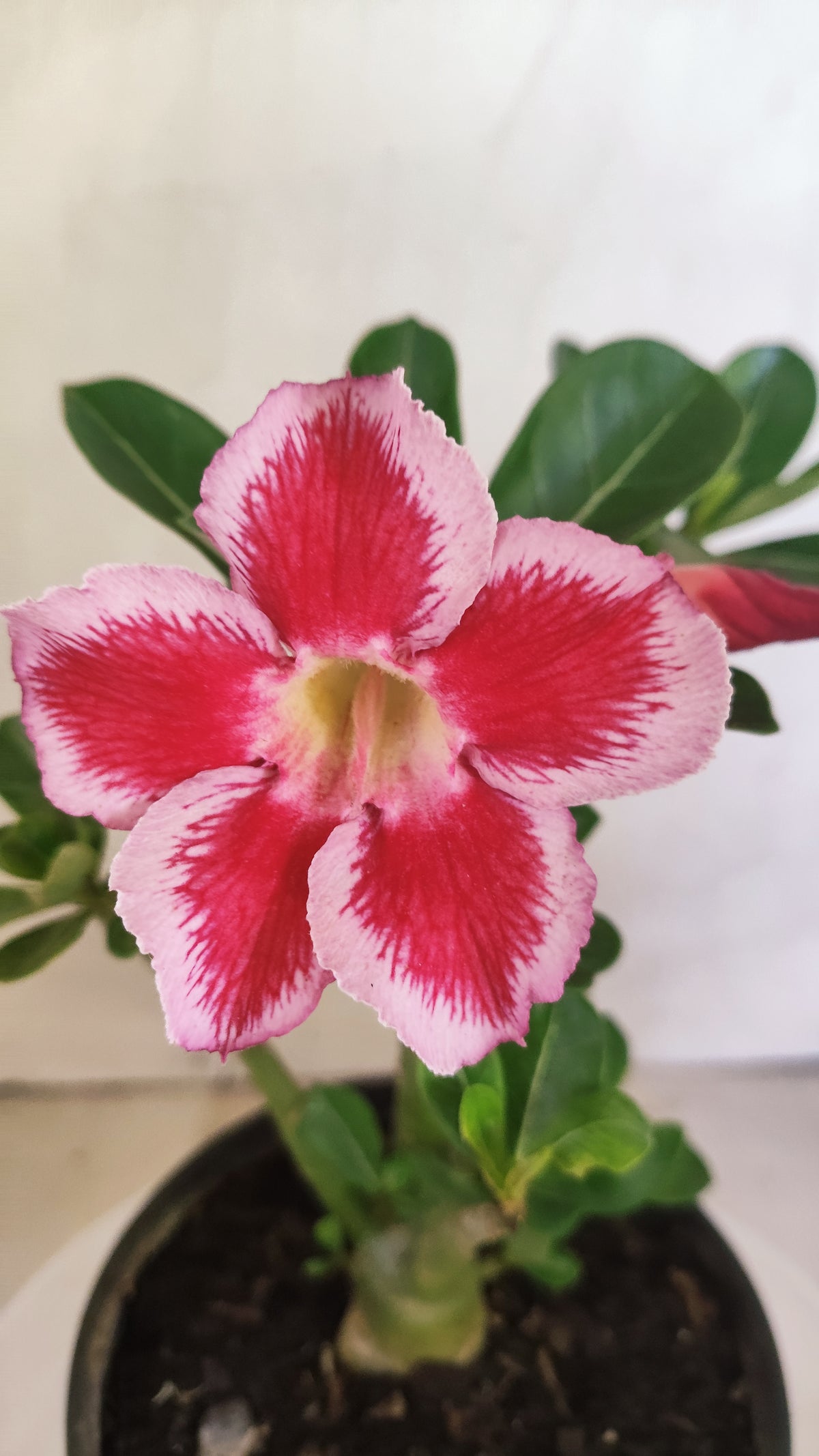 Planta Simples 3641 – 25cm – 01 ano - vaso 15