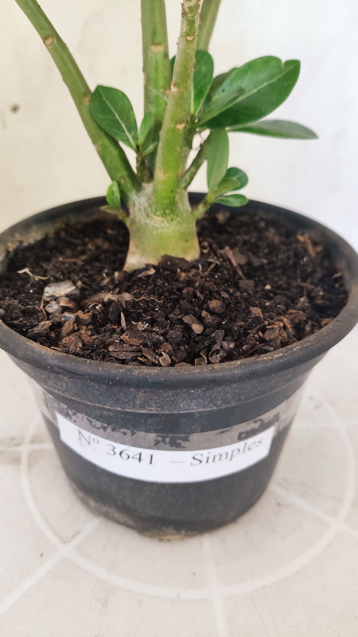 Planta Simples 3641 – 25cm – 01 ano - vaso 15