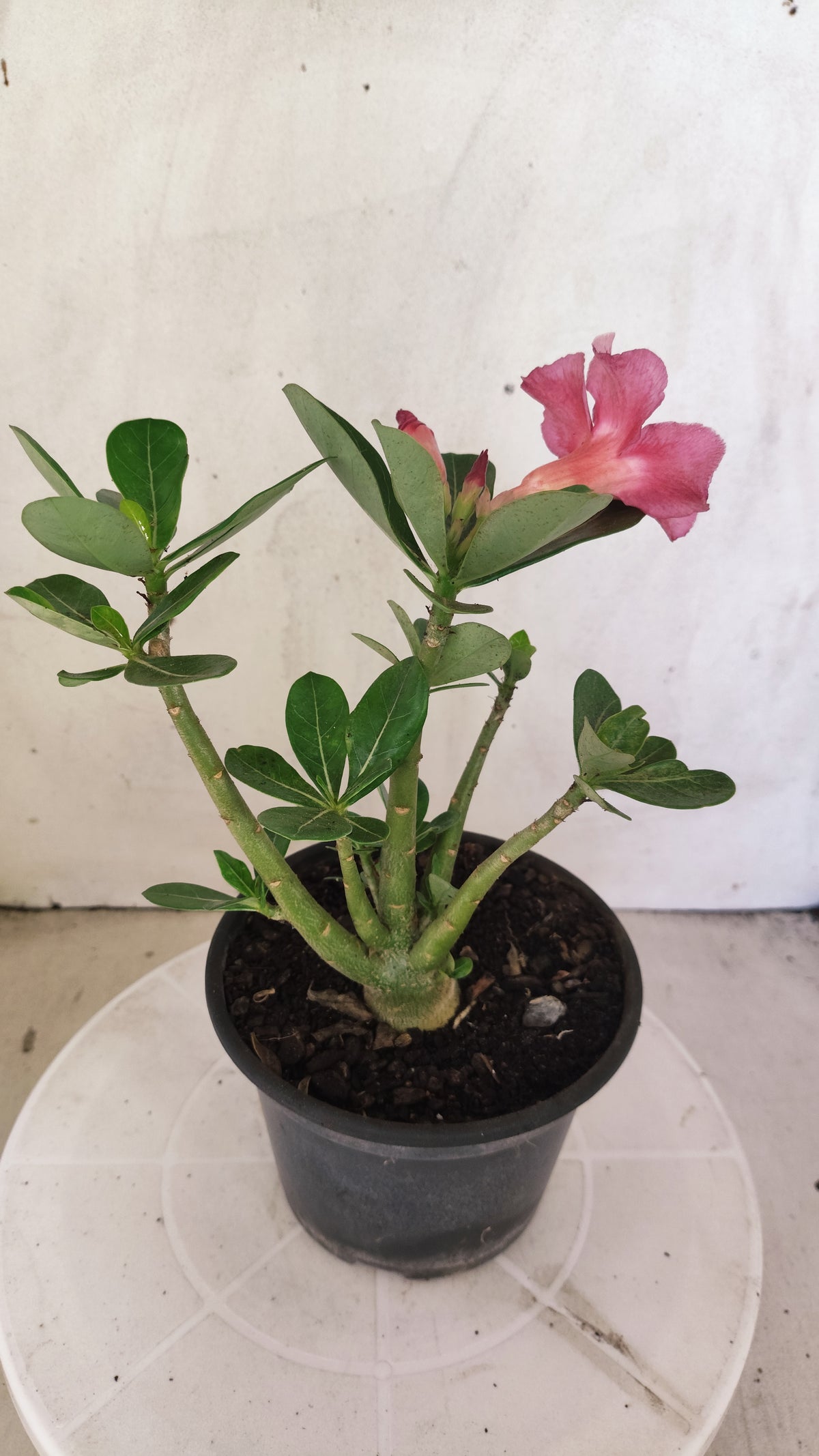 Planta Simples 3641 – 25cm – 01 ano - vaso 15