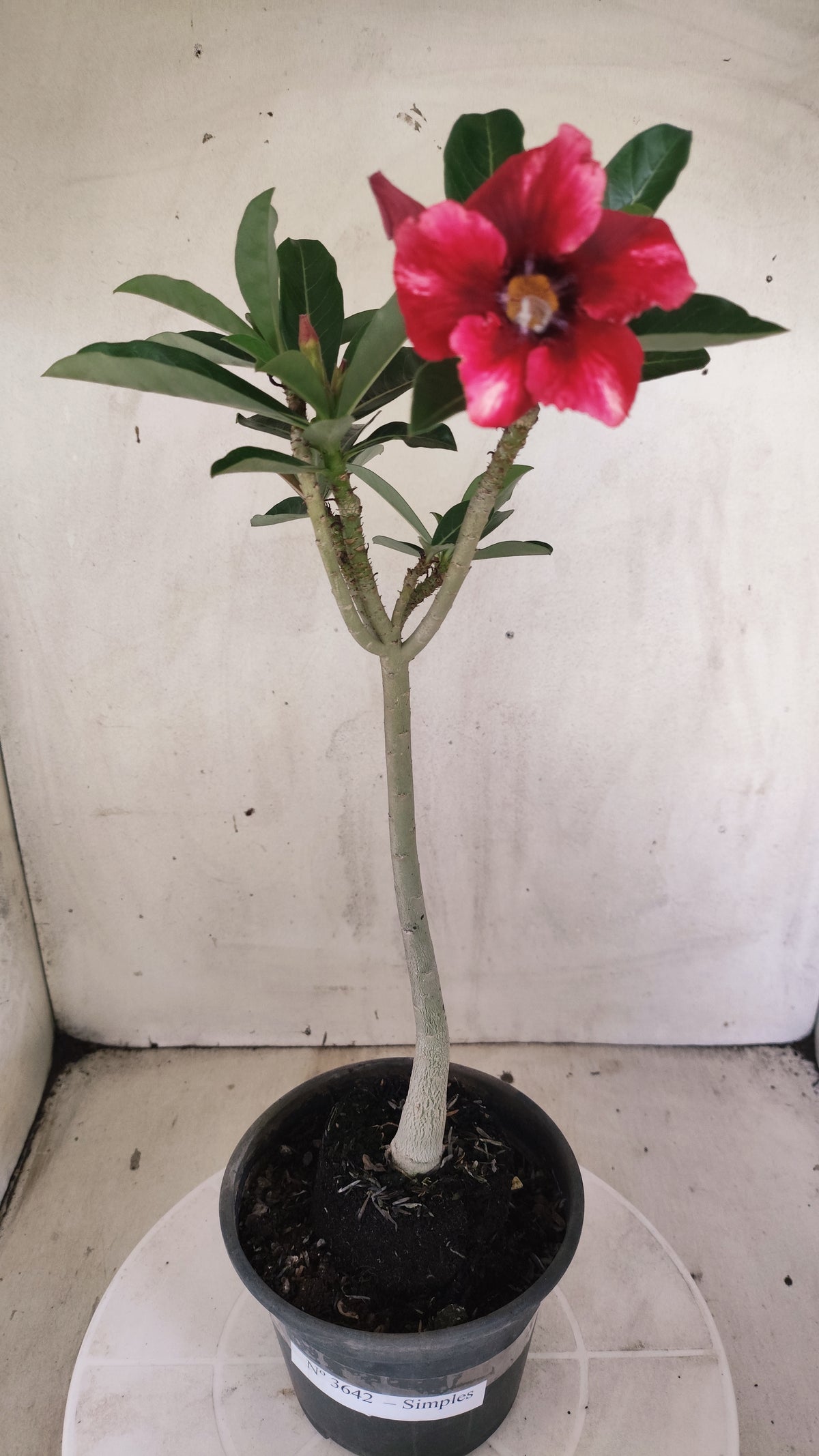 Planta Simples 3642 – 30cm – 01 ano - vaso 15