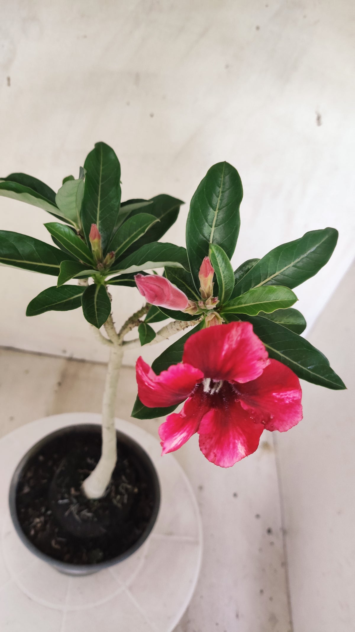 Planta Simples 3642 – 30cm – 01 ano - vaso 15