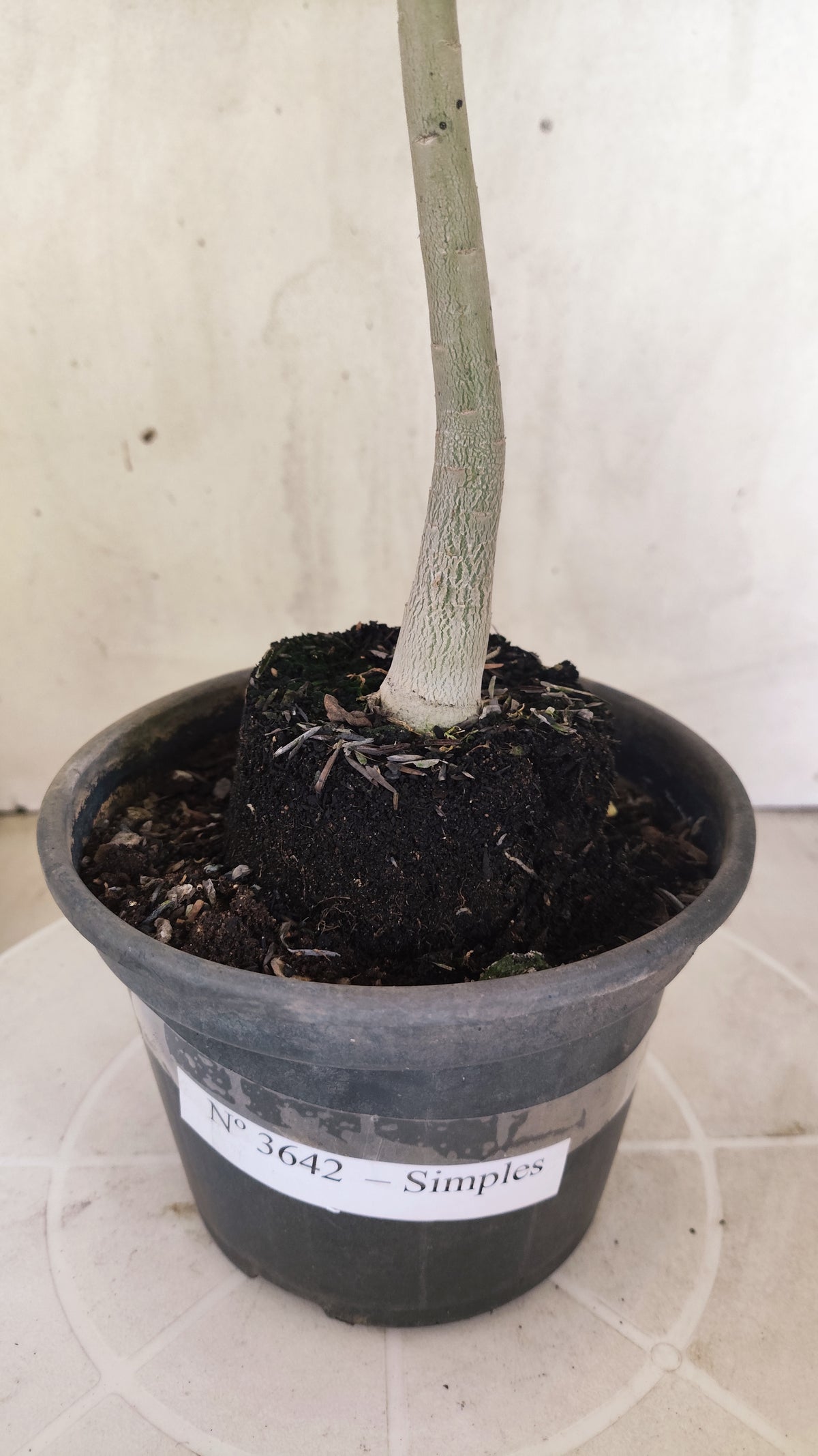 Planta Simples 3642 – 30cm – 01 ano - vaso 15