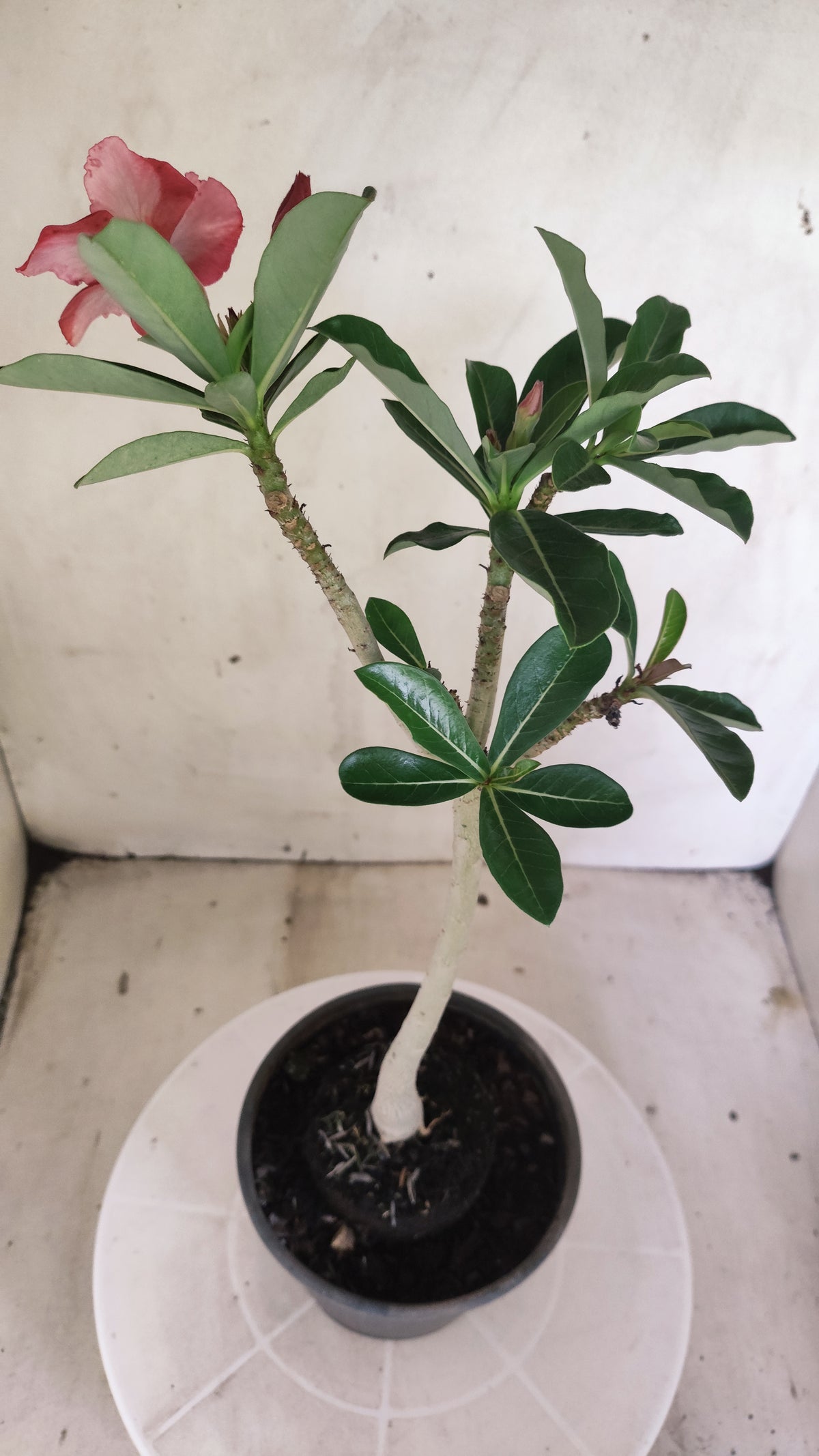 Planta Simples 3642 – 30cm – 01 ano - vaso 15