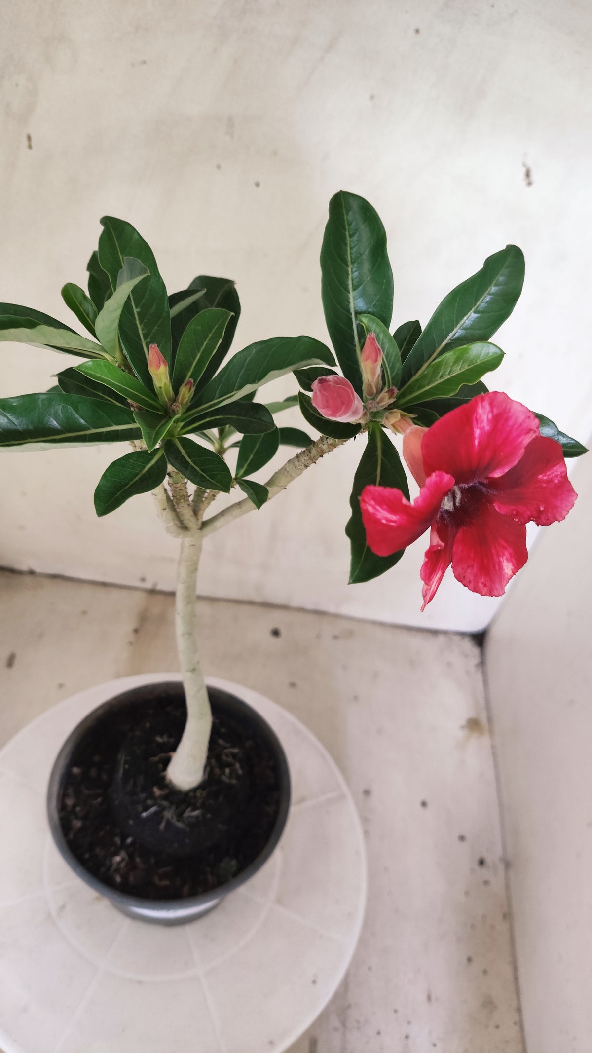 Planta Simples 3642 – 30cm – 01 ano - vaso 15