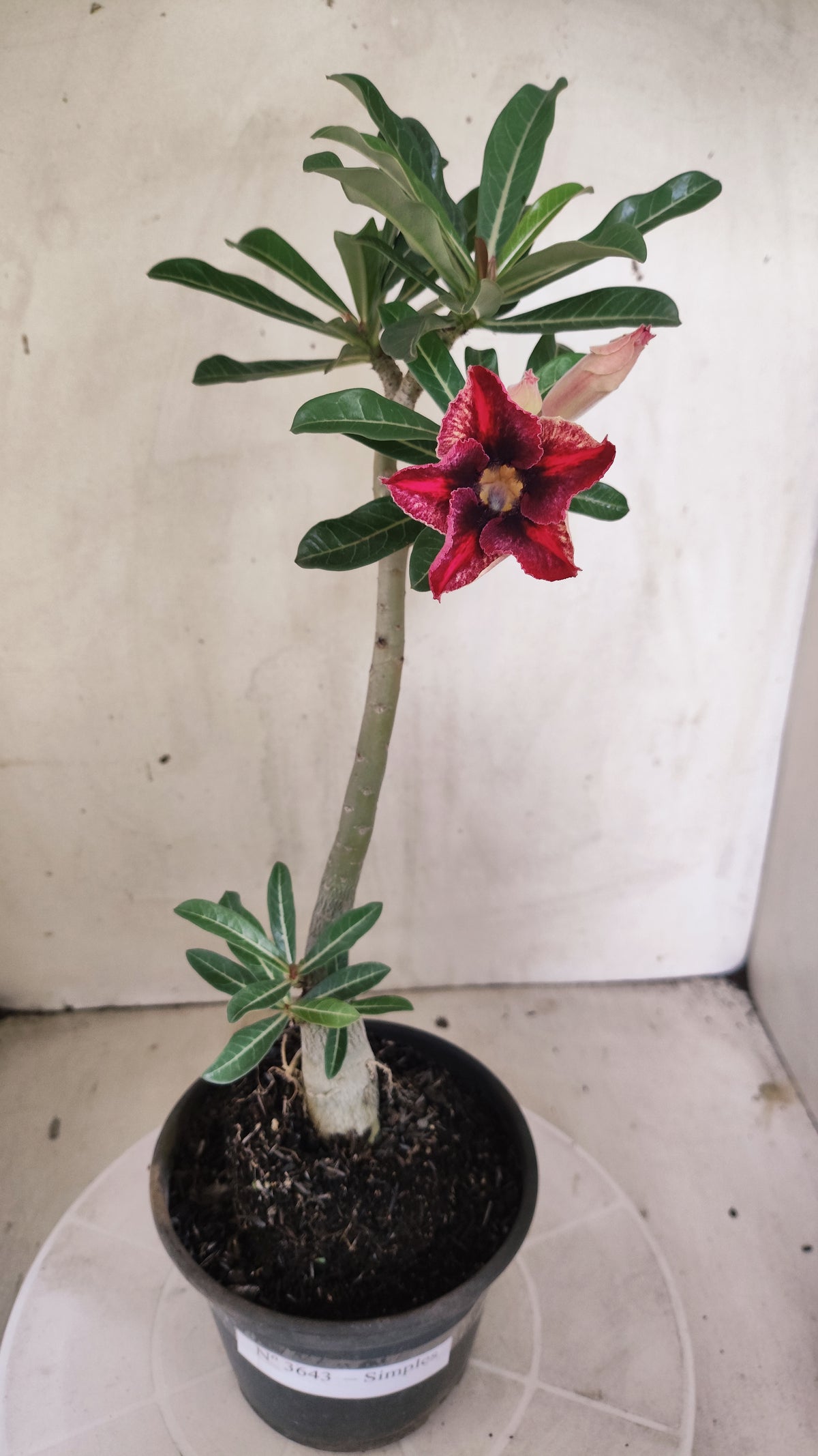 Planta Simples 3643 – 30cm – 02 anos - vaso 15