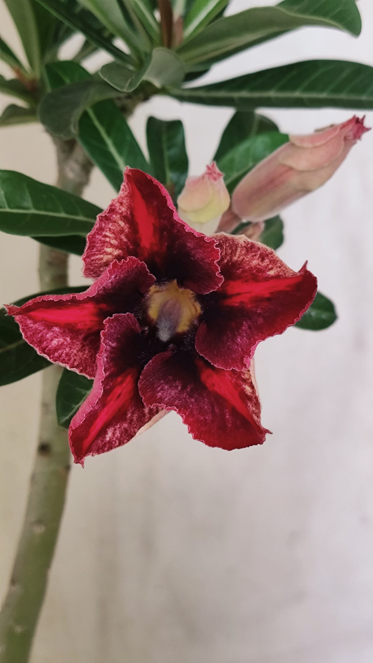 Planta Simples 3643 – 30cm – 02 anos - vaso 15