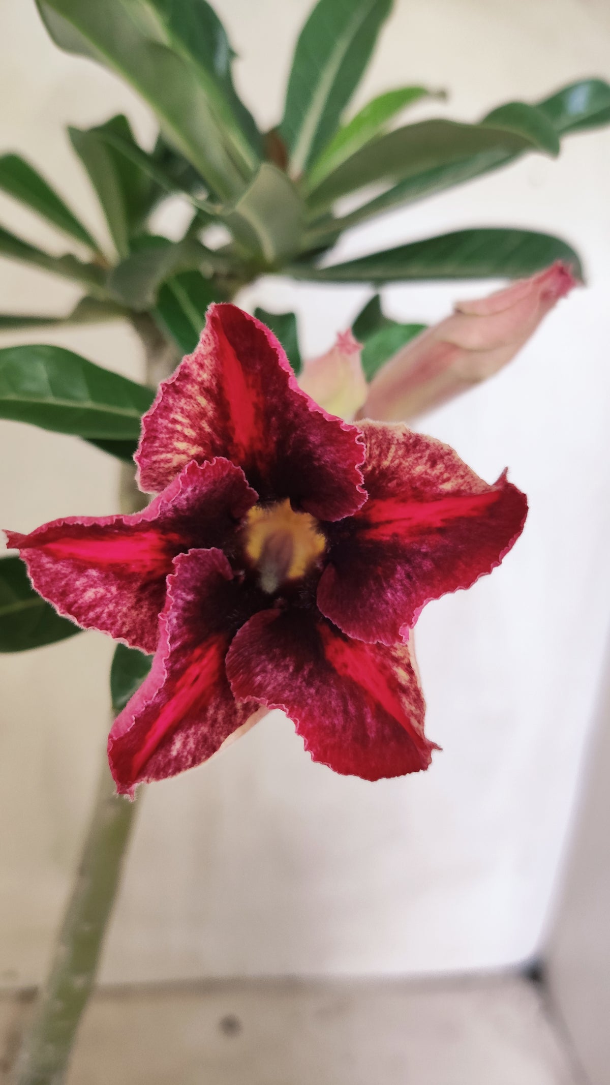 Planta Simples 3643 – 30cm – 02 anos - vaso 15