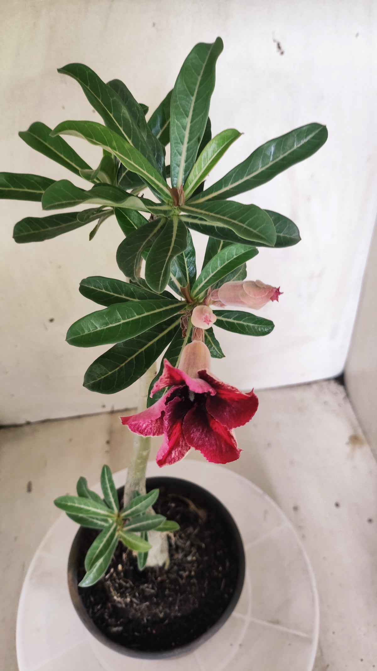 Planta Simples 3643 – 30cm – 02 anos - vaso 15