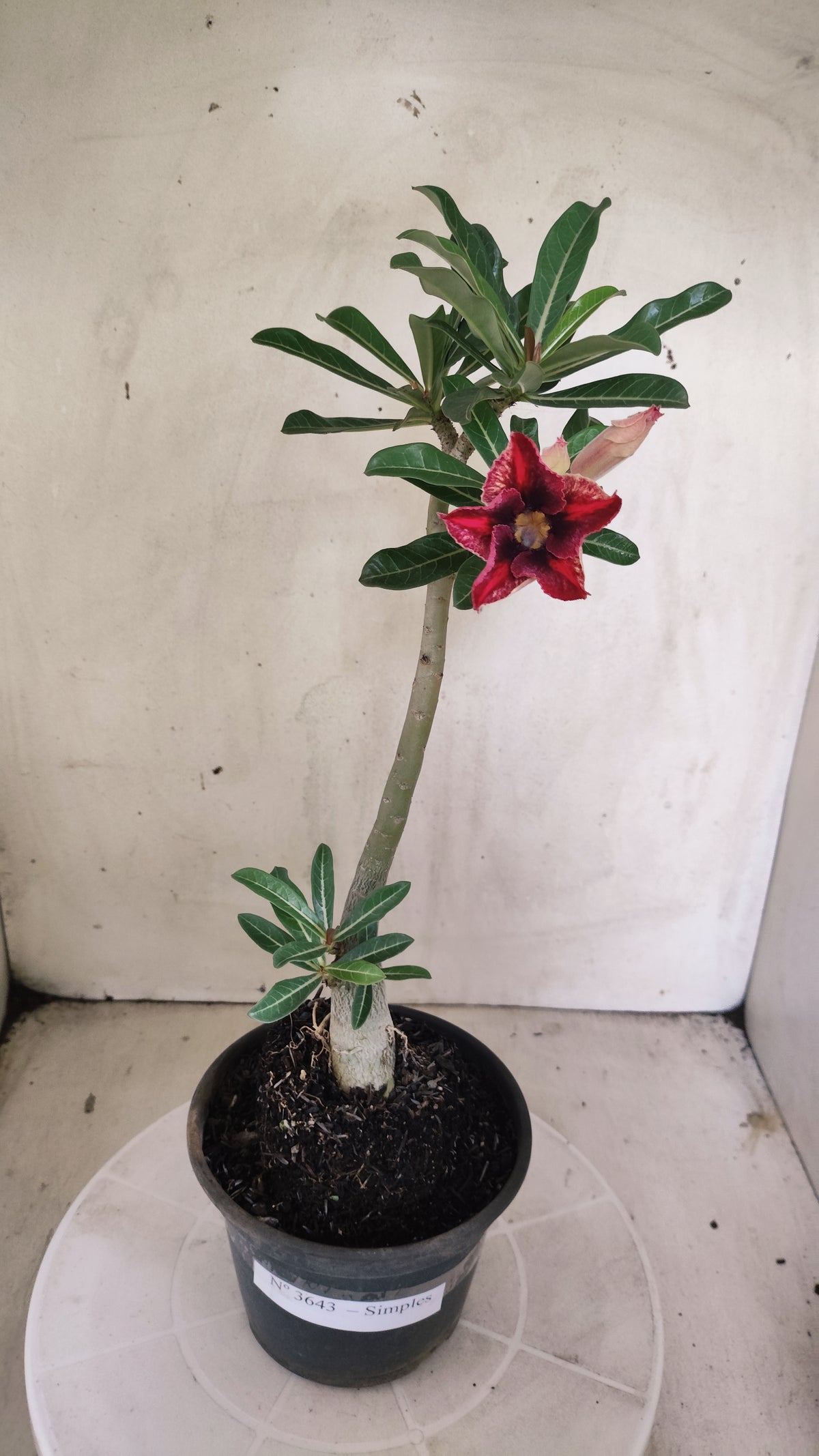 Planta Simples 3643 – 30cm – 02 anos - vaso 15