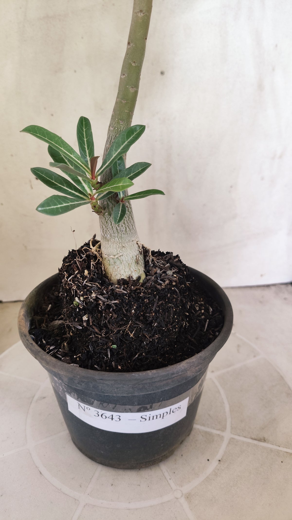 Planta Simples 3643 – 30cm – 02 anos - vaso 15