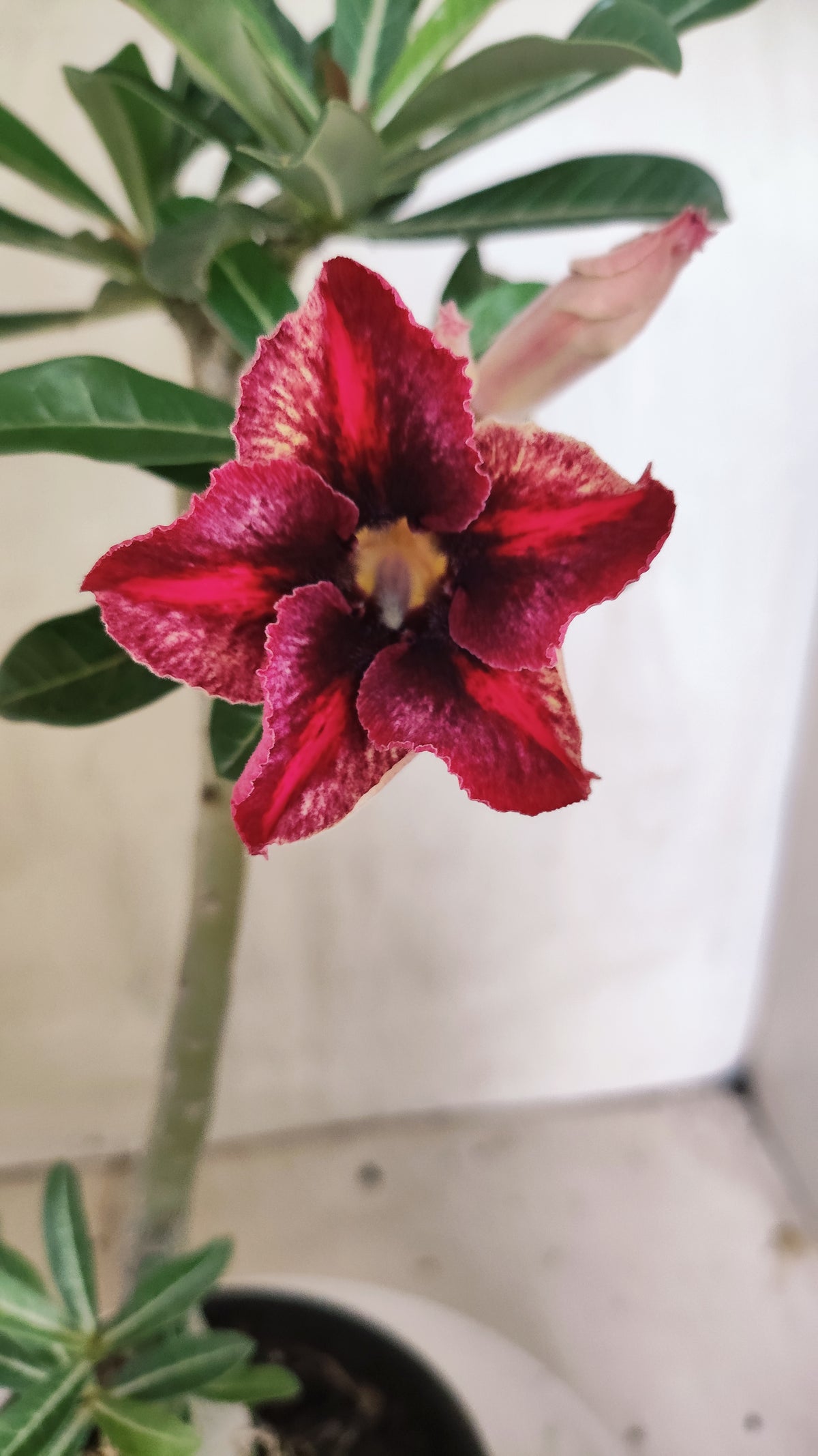 Planta Simples 3643 – 30cm – 02 anos - vaso 15