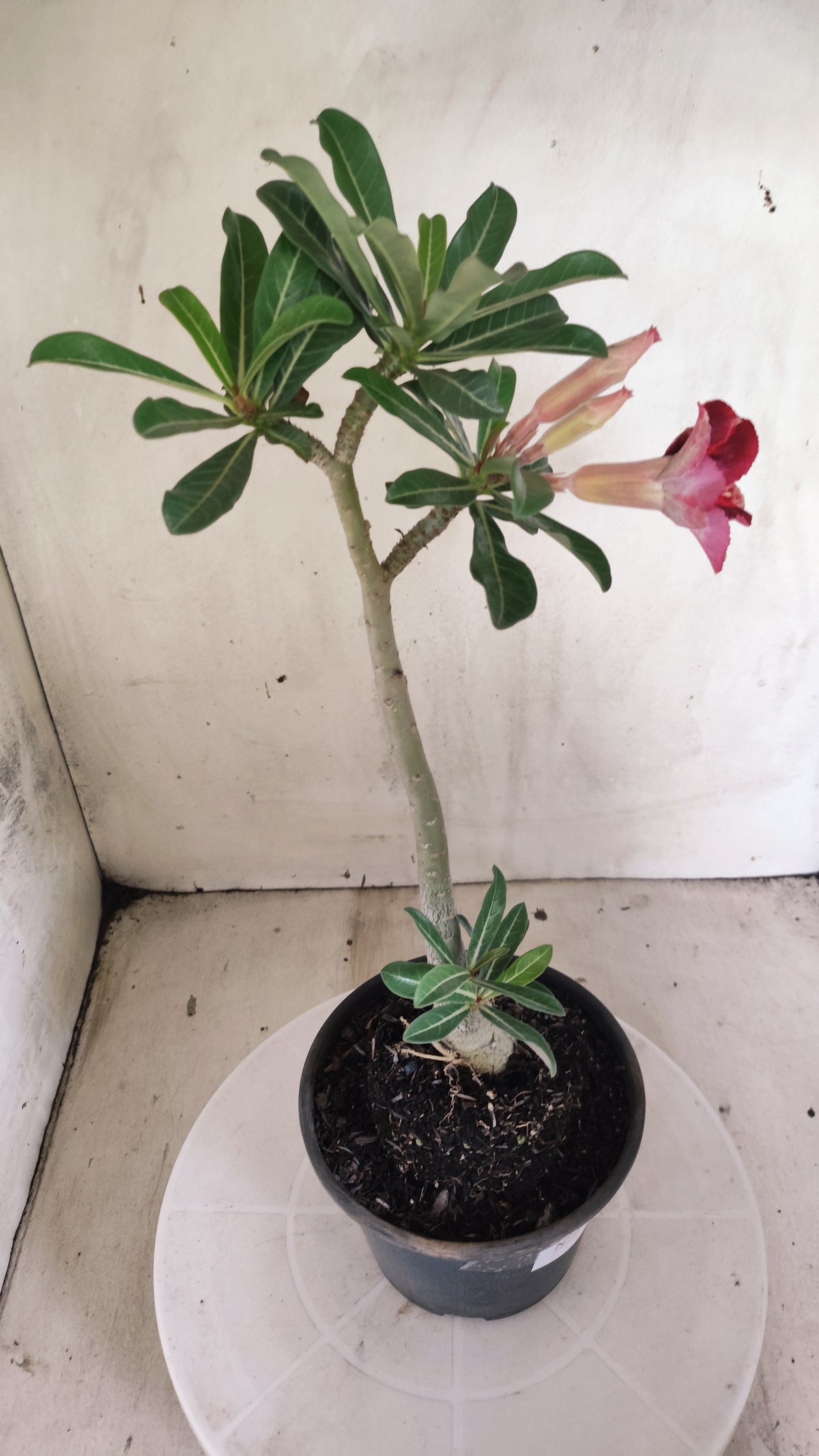 Planta Simples 3643 – 30cm – 02 anos - vaso 15