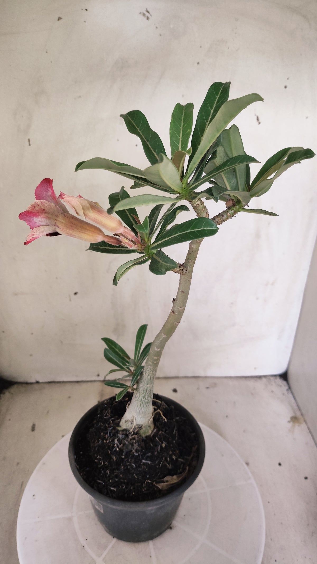 Planta Simples 3643 – 30cm – 02 anos - vaso 15