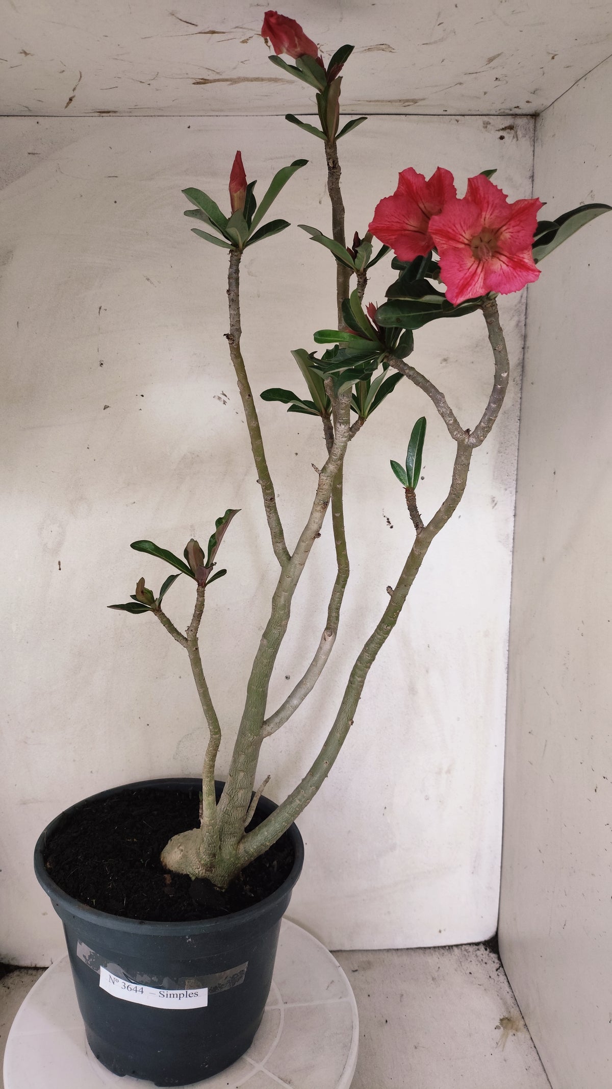 Planta Simples 3644 – 60cm – 04 anos - vaso 20