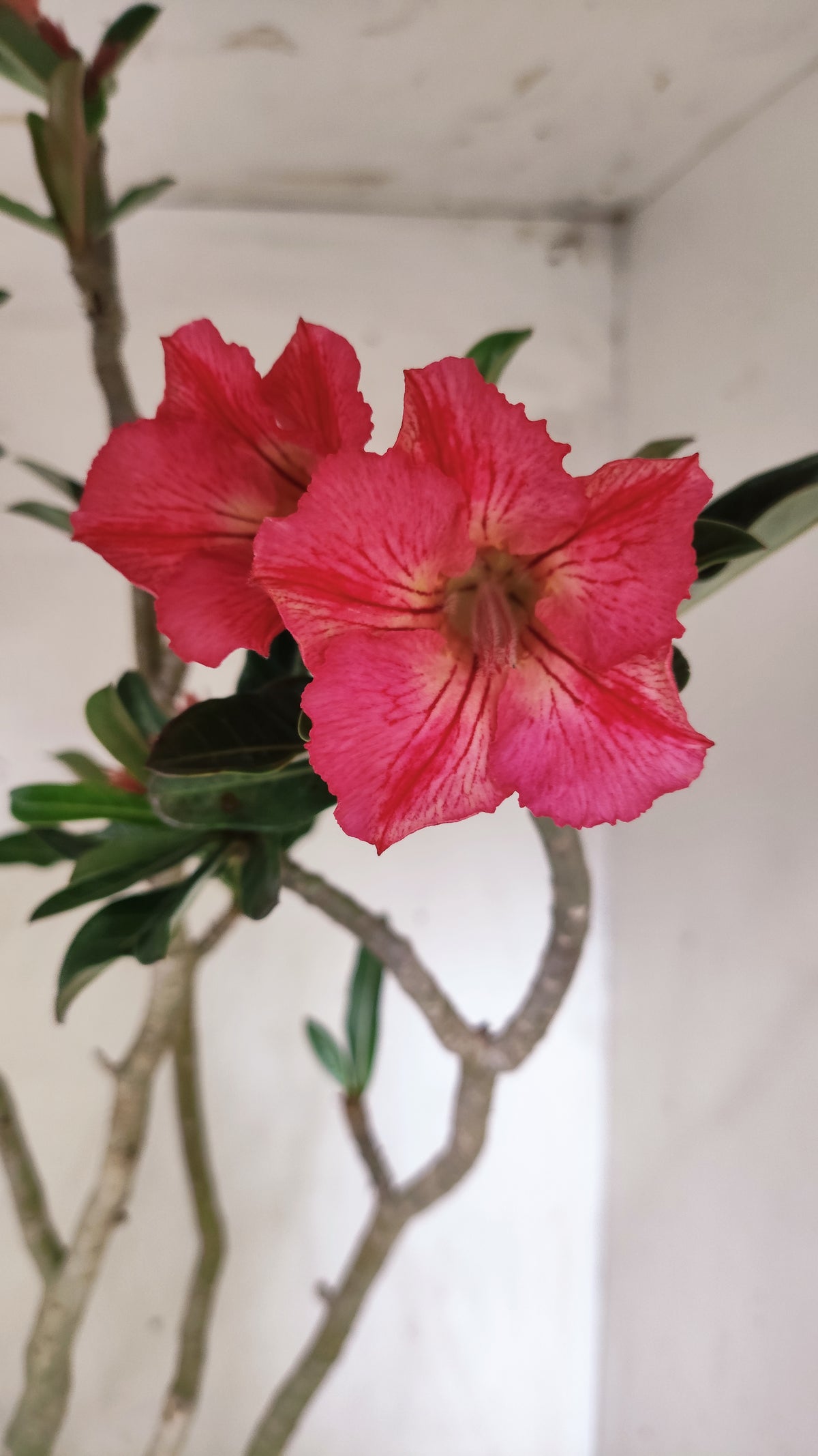 Planta Simples 3644 – 60cm – 04 anos - vaso 20