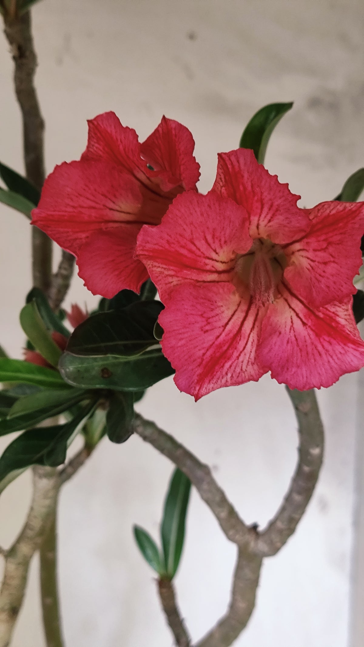 Planta Simples 3644 – 60cm – 04 anos - vaso 20