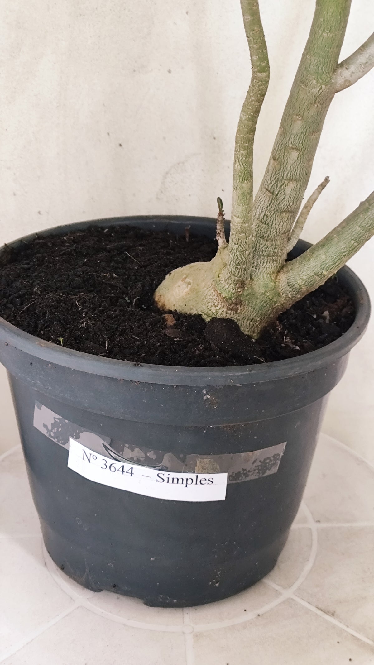 Planta Simples 3644 – 60cm – 04 anos - vaso 20