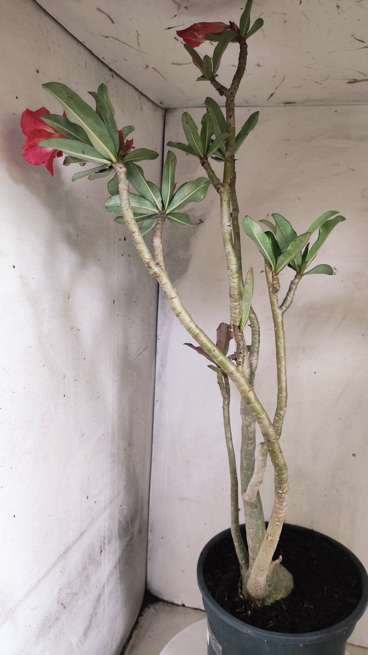 Planta Simples 3644 – 60cm – 04 anos - vaso 20