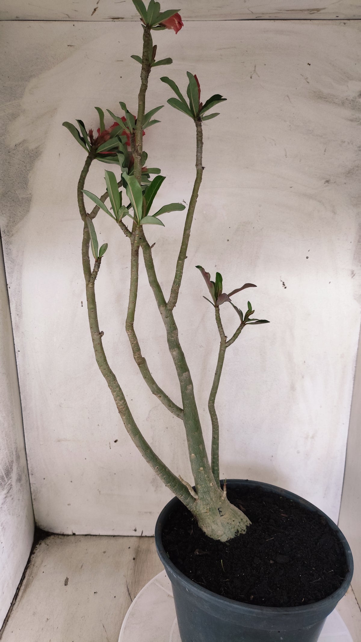 Planta Simples 3644 – 60cm – 04 anos - vaso 20