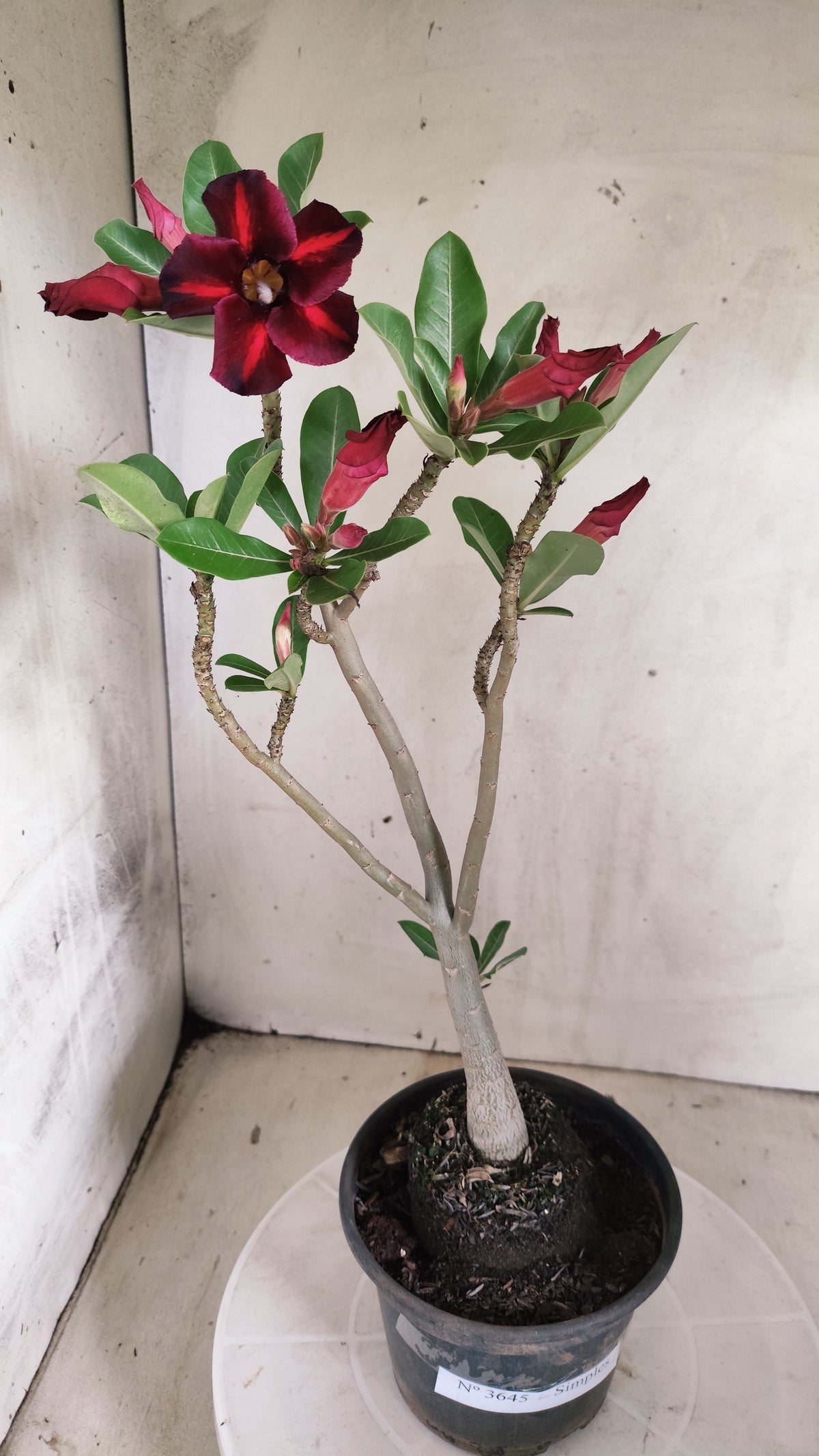 Planta Simples 3645 – 30cm – 02 anos - vaso 15