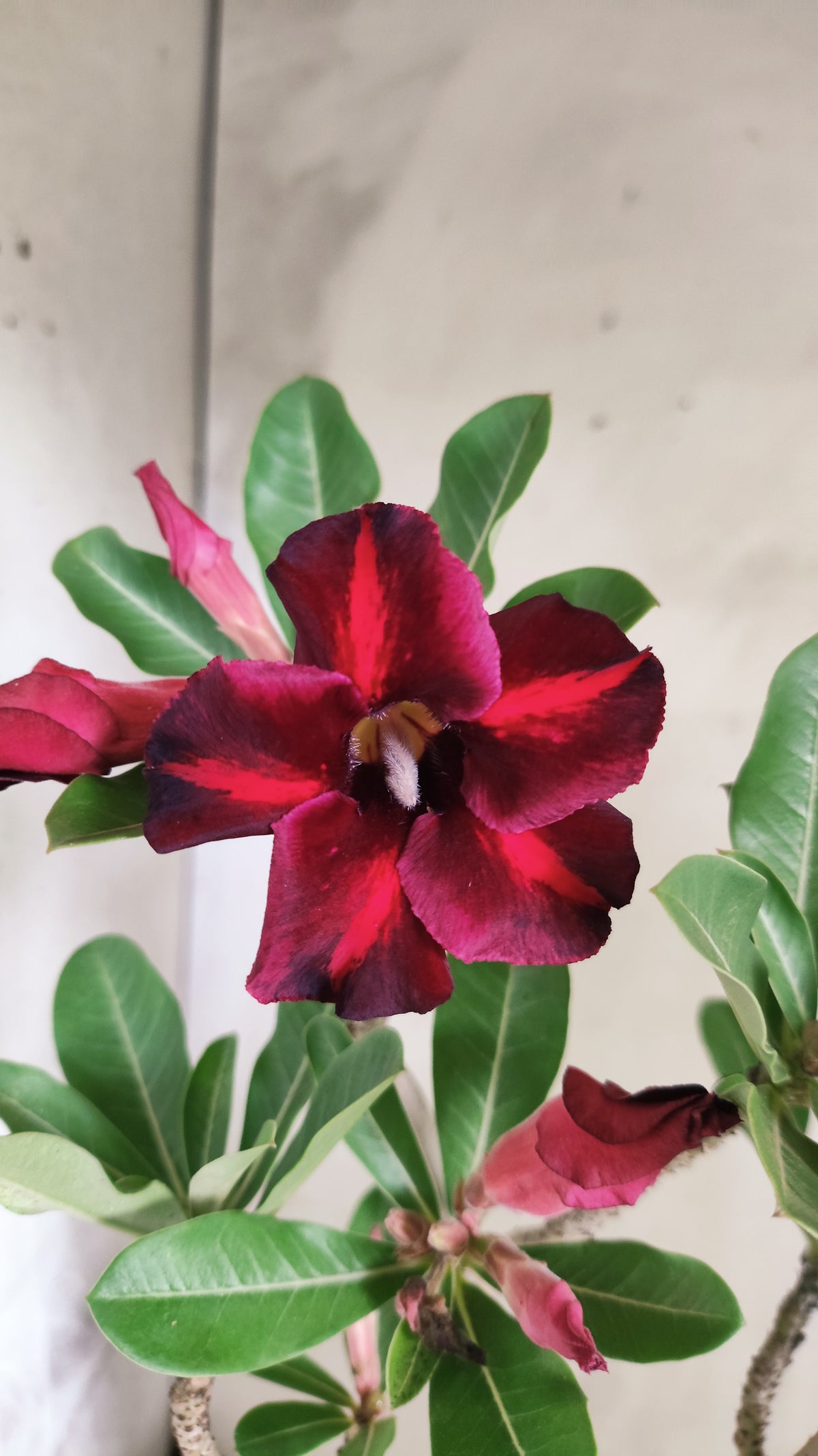 Planta Simples 3645 – 30cm – 02 anos - vaso 15