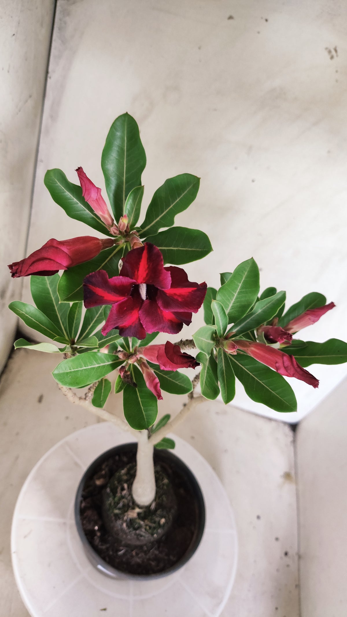 Planta Simples 3645 – 30cm – 02 anos - vaso 15