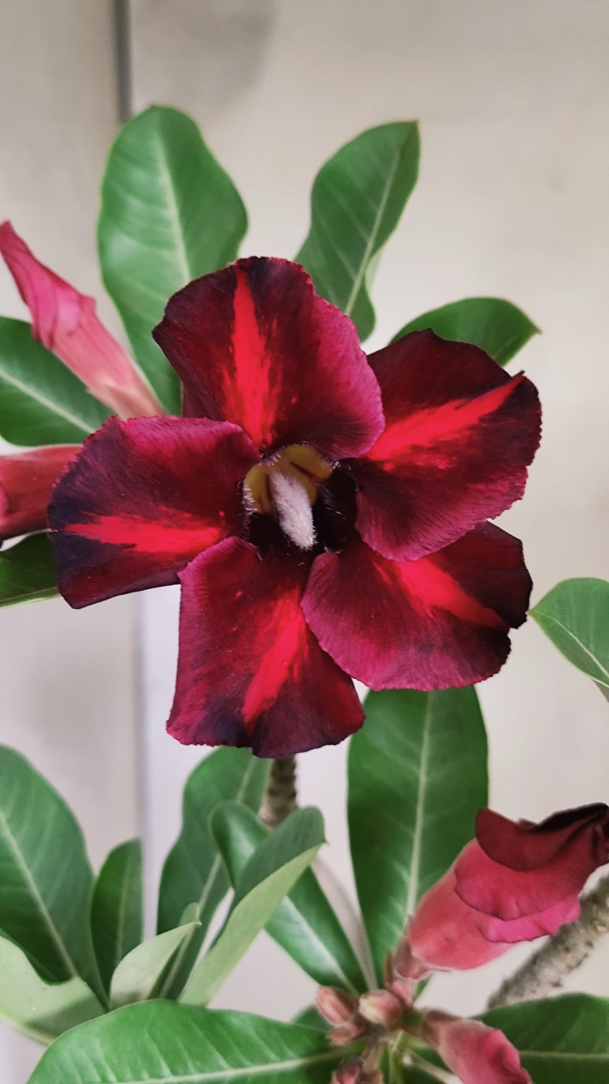 Planta Simples 3645 – 30cm – 02 anos - vaso 15