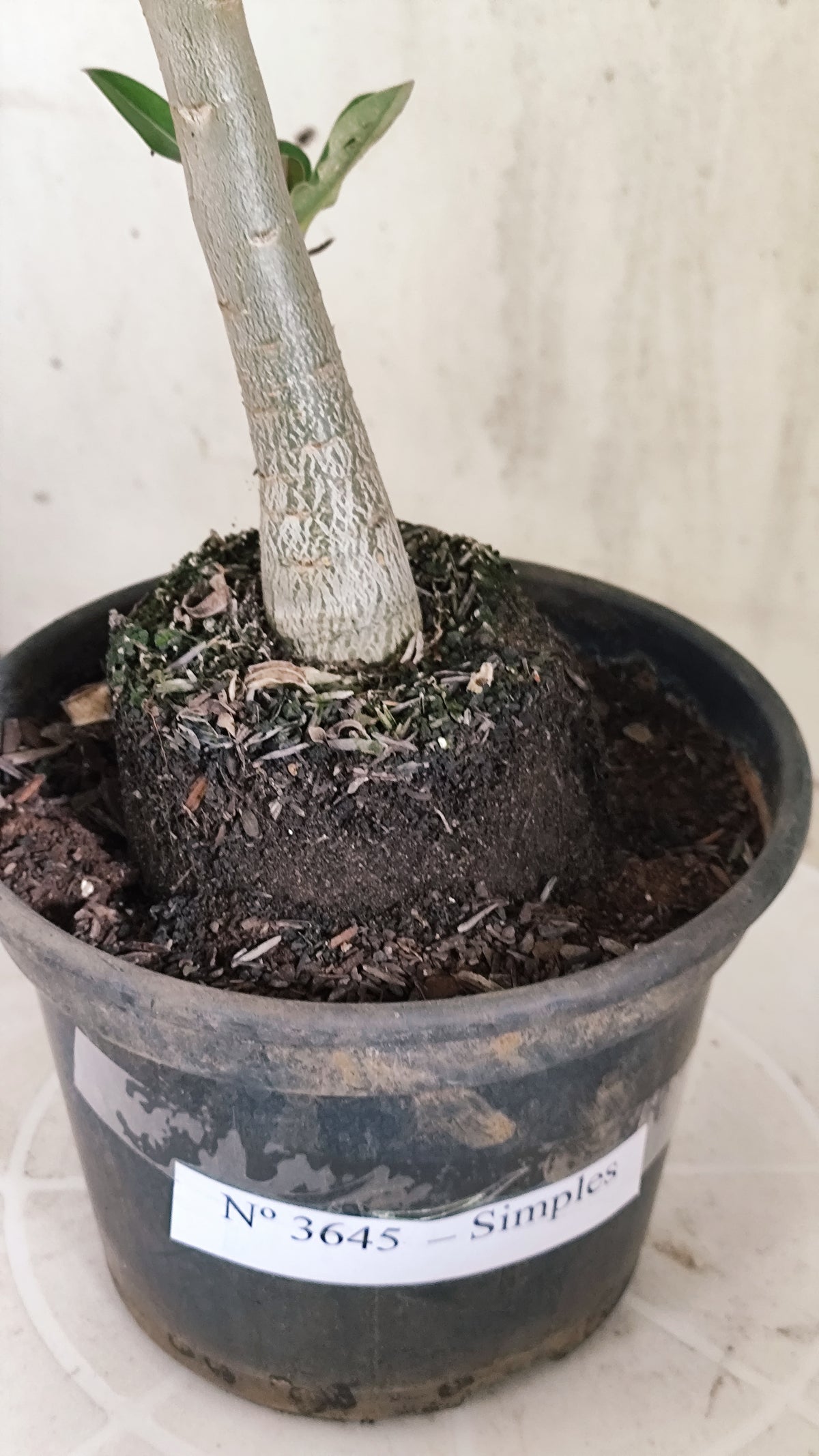 Planta Simples 3645 – 30cm – 02 anos - vaso 15
