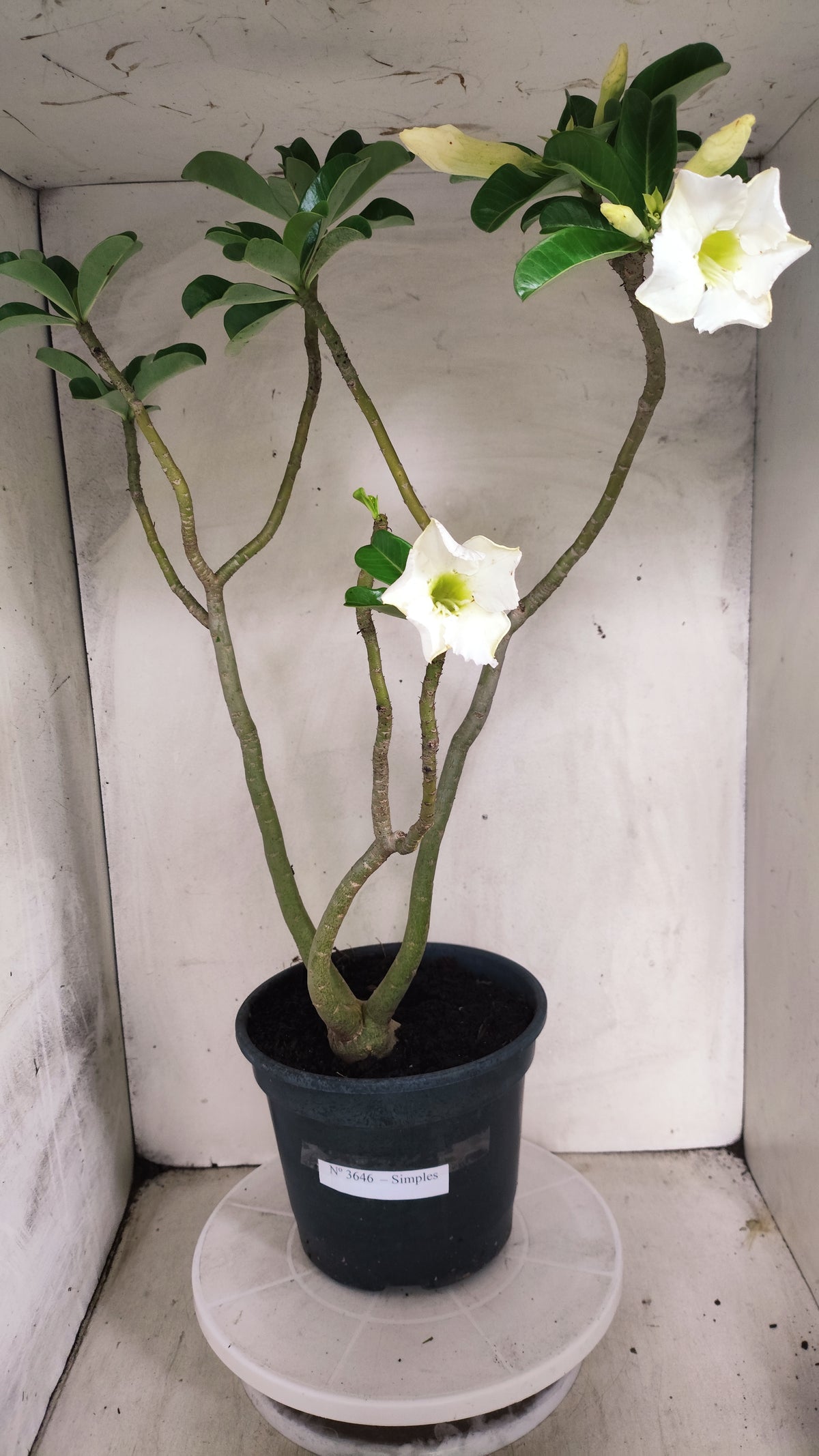 Planta Simples 3646 – 60cm – 04 anos - vaso 20