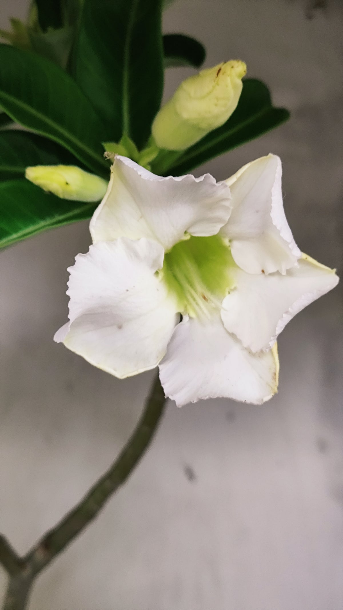 Planta Simples 3646 – 60cm – 04 anos - vaso 20